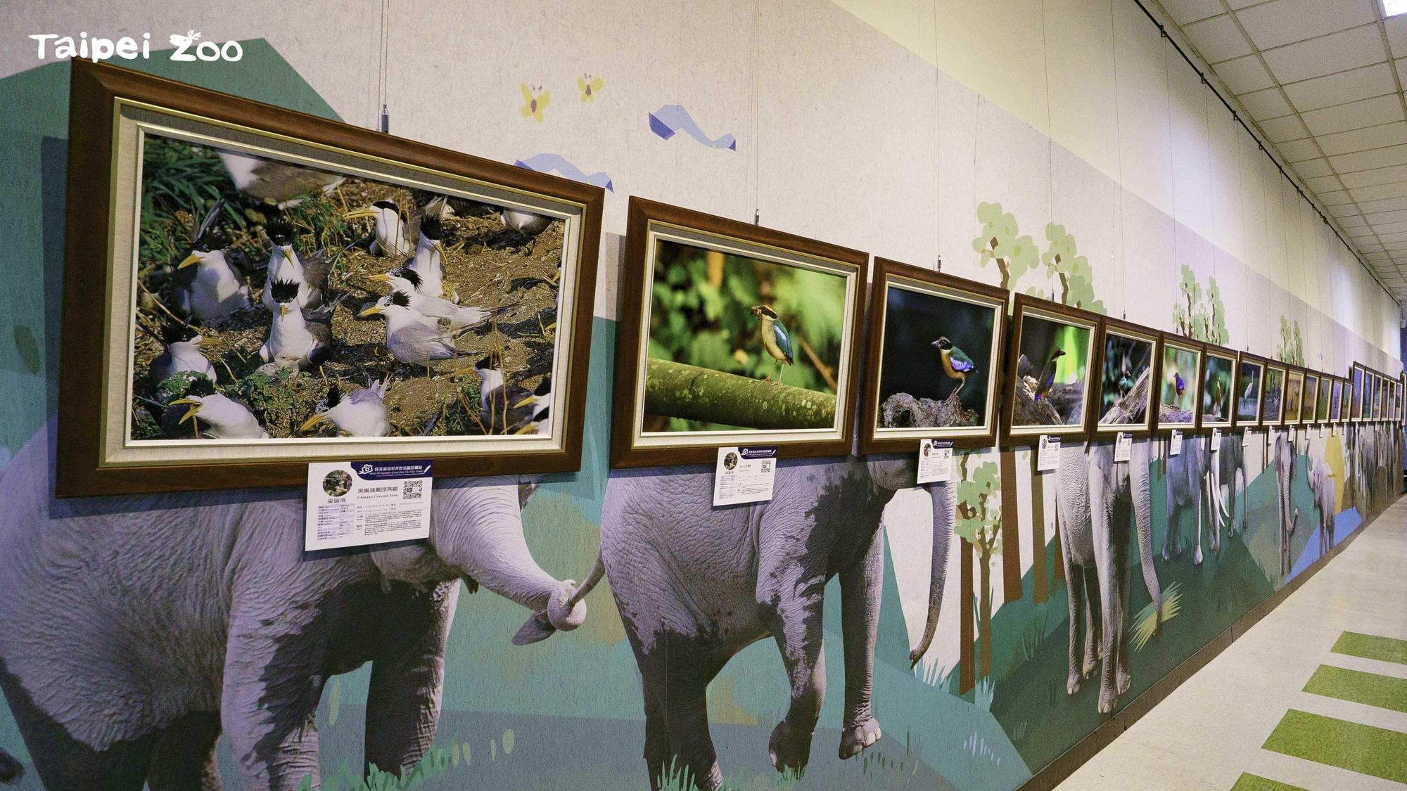 「群英飛羽世界野鳥攝影聯展」從1/11至3/8 展出。（台北市立動物園提供）