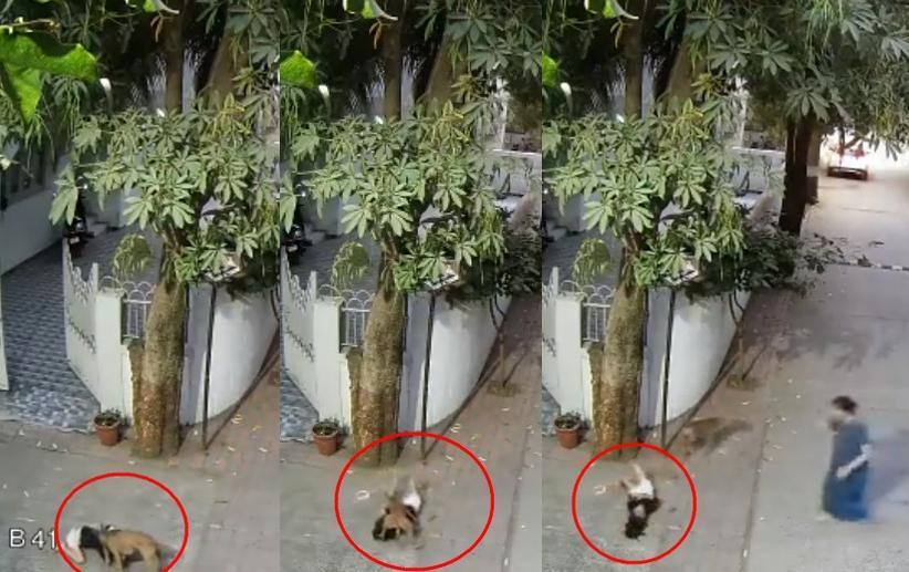 印度驚傳流浪犬當街攻擊女童,監視器拍下驚悚20秒襲擊畫面。(翻攝推特@GujaratTak)