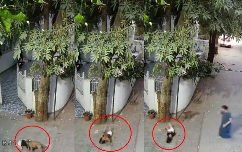 印度驚傳流浪犬當街攻擊女童，監視器拍下驚悚20秒襲擊畫面。（翻攝推特@GujaratTak）