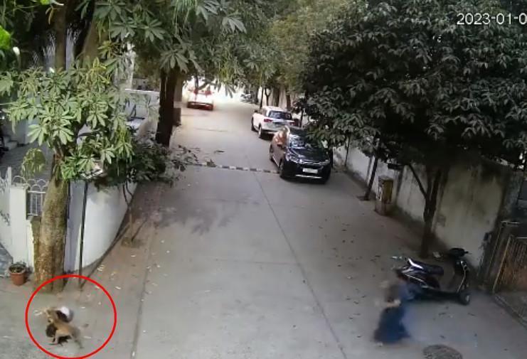 女童母親探頭發覺女兒被狗攻擊,衝出家門驅趕流浪犬。(翻攝推特@GujaratTak)