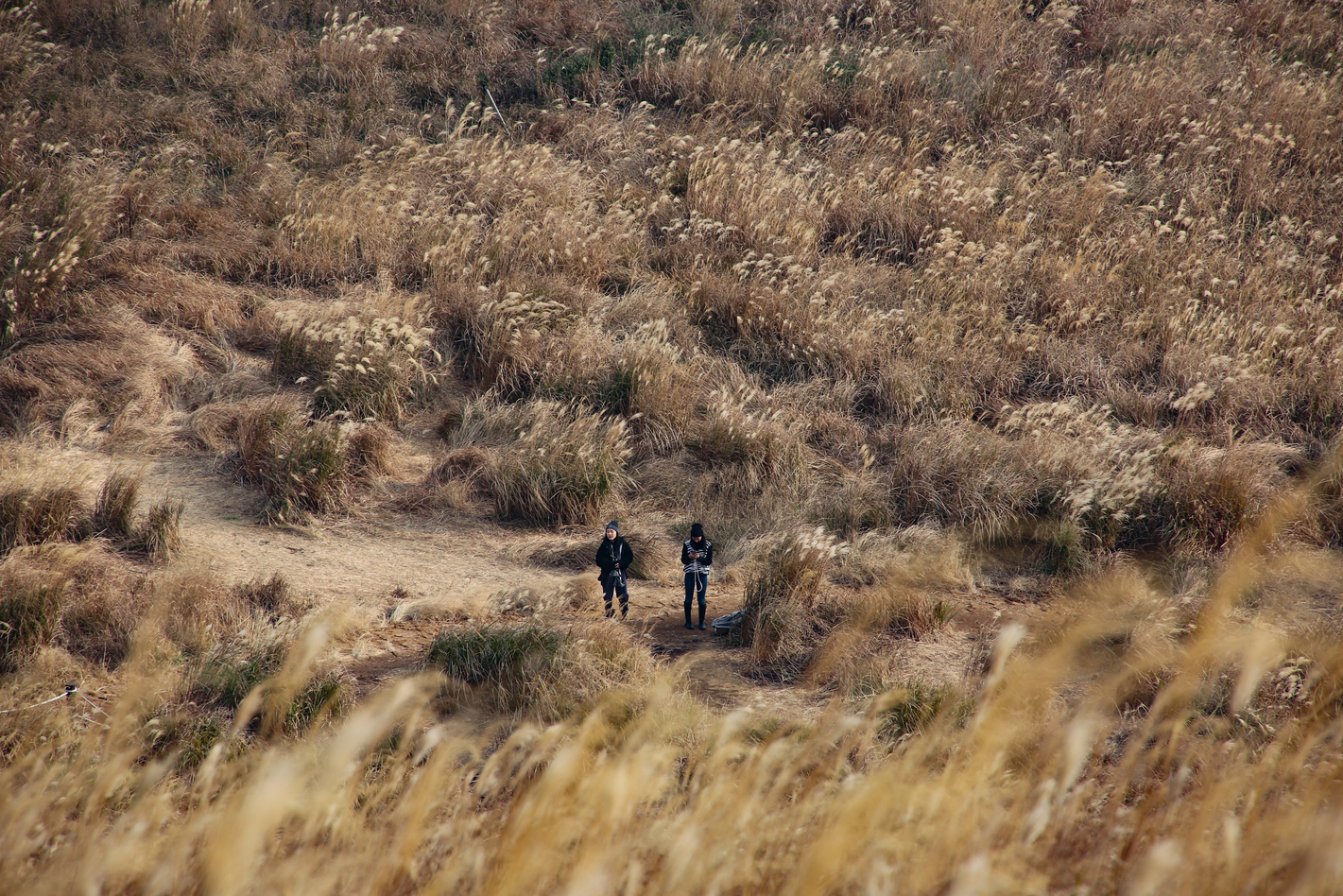 無論是夏之翠綠或冬之芒黃，濟州島的療癒氛圍一點也不減少。