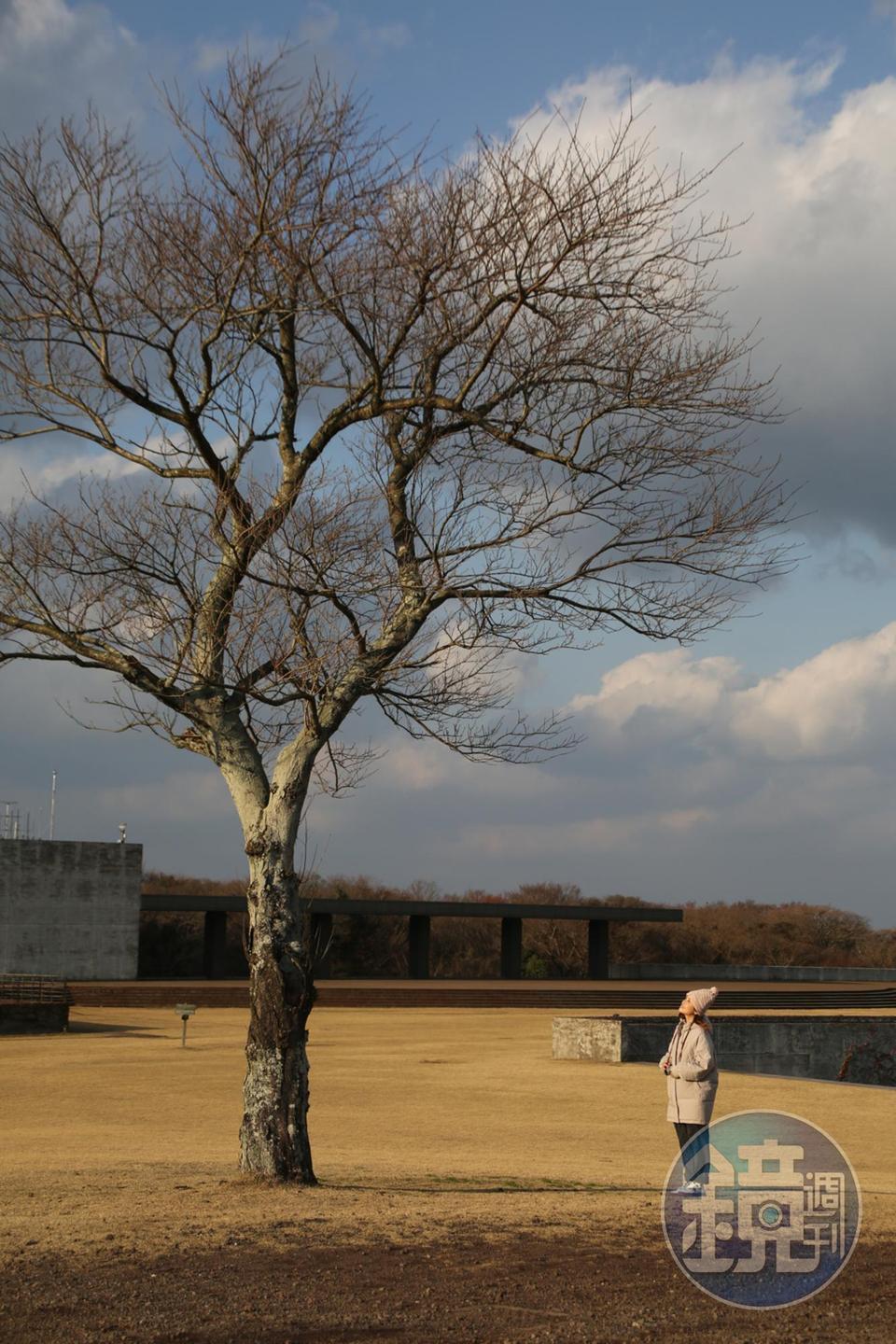 幅員廣闊的「濟州石頭文化公園」冬季別有一番意境。