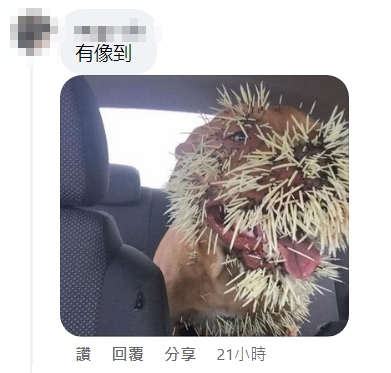 還有人認為密集的串燒很像被豪豬扎上刺的狗狗。(翻攝自臉書社團路上觀察學院)