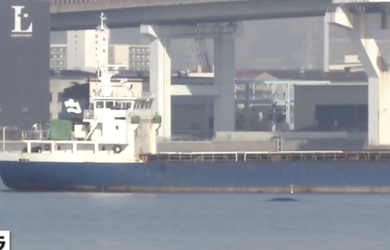 日本大阪淀川河口附近,9日突出現一隻身長8公尺的抹香鯨,今(13)日被確認死亡。(翻攝Youtube)