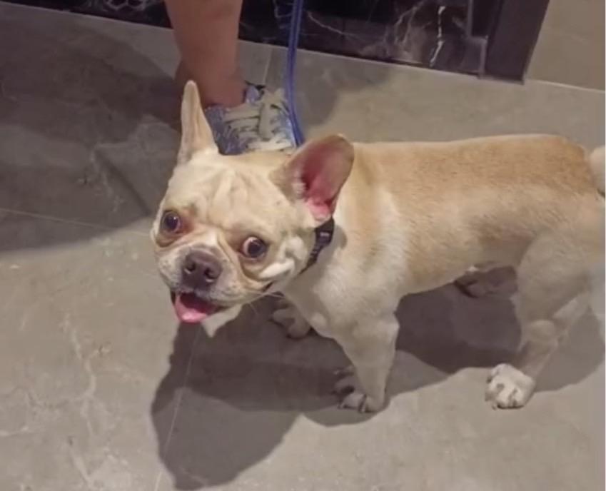 動保處訪查時犬隻無明顯外傷。(新北動保處提供)