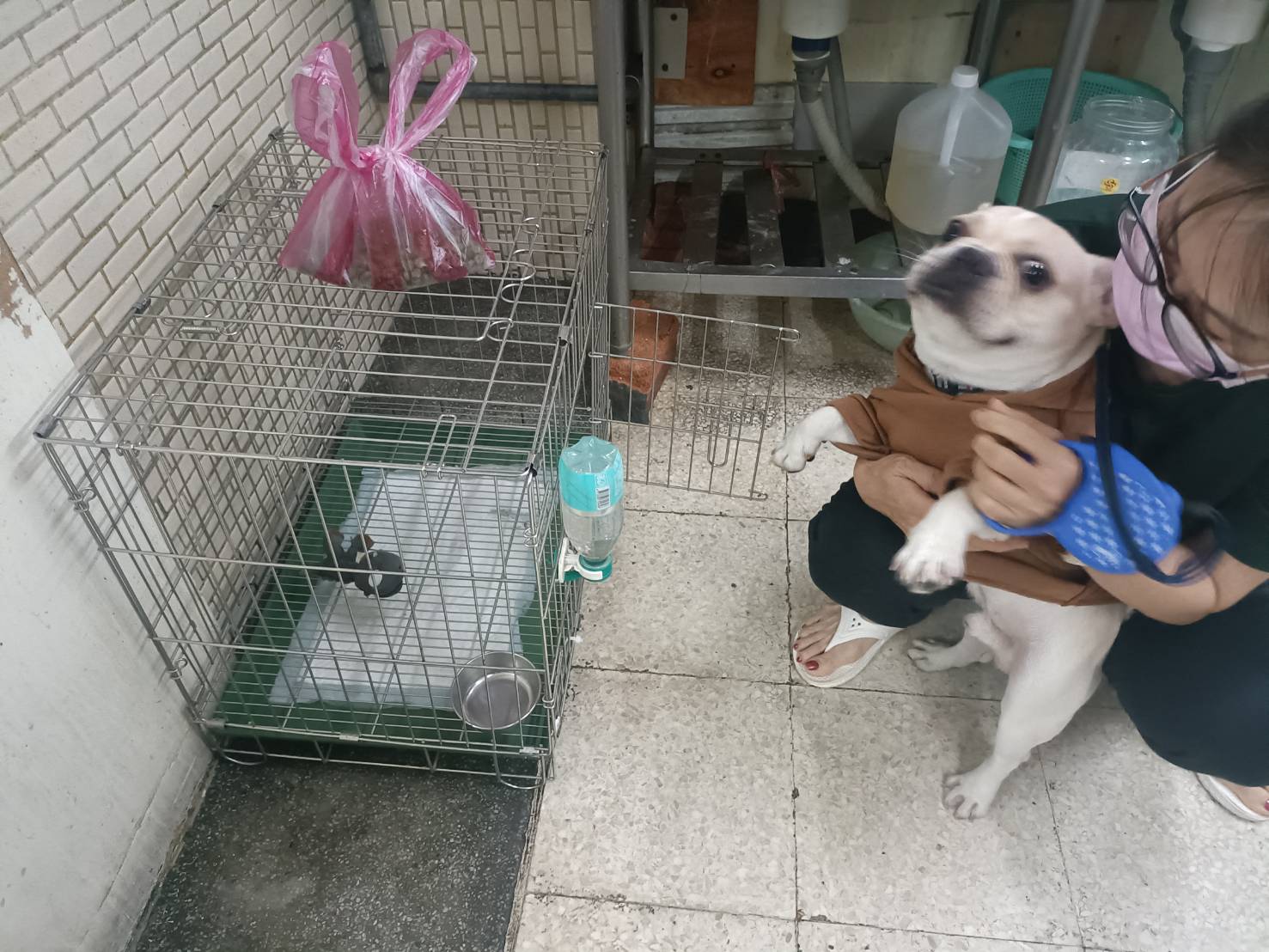奶茶與新飼主互動熱絡，對於新環境適應良好。（新北動保處提供）