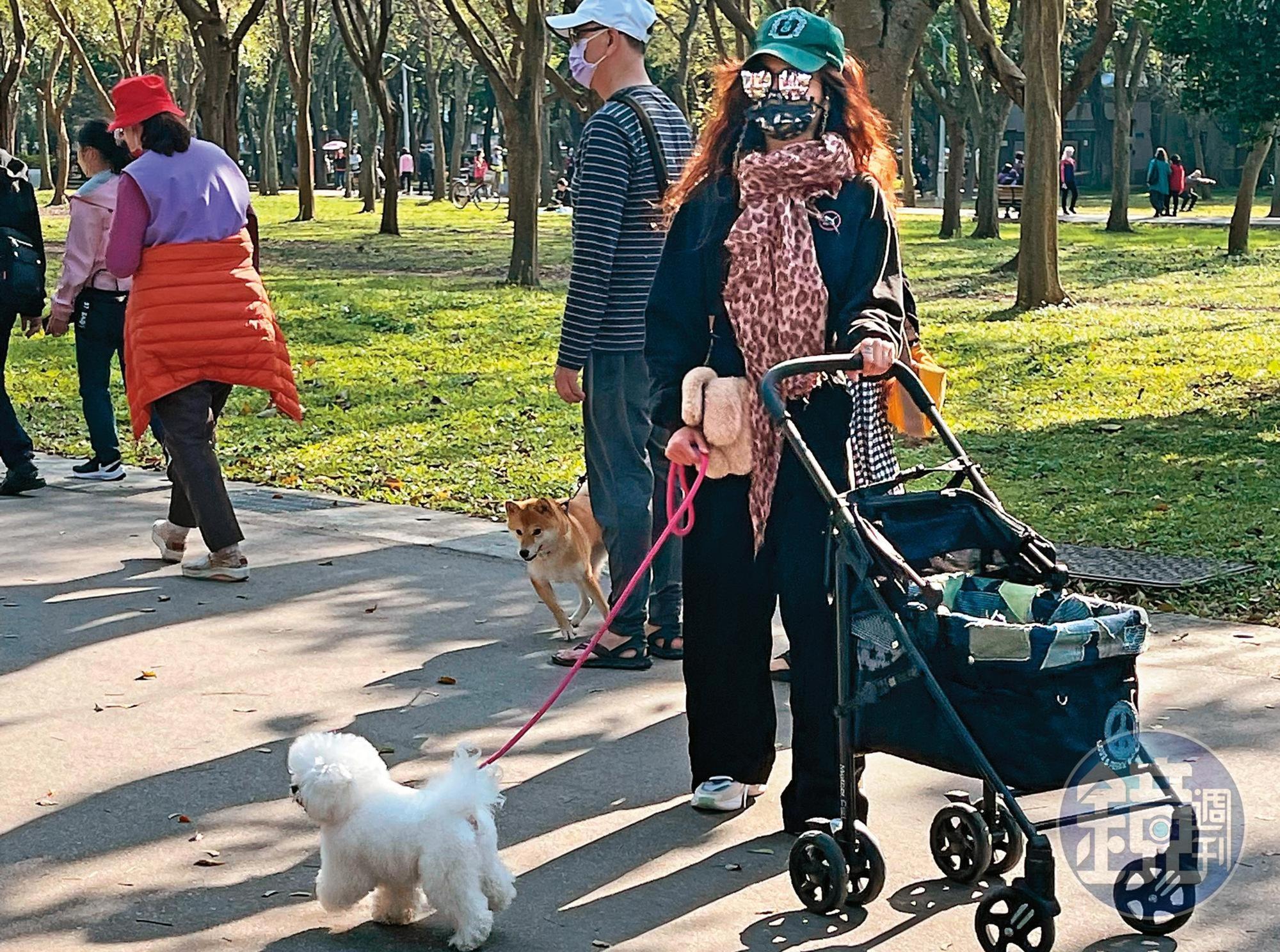 趁著天氣好,蔡依林全身包緊緊到大安森林公園遛狗。