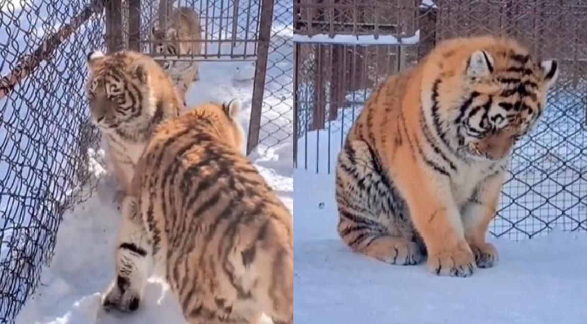 中國哈爾濱動物園內一隻東北虎身型圓滾滾,因為吃太多被同伴排擠。(翻攝微博@阿南Talk)