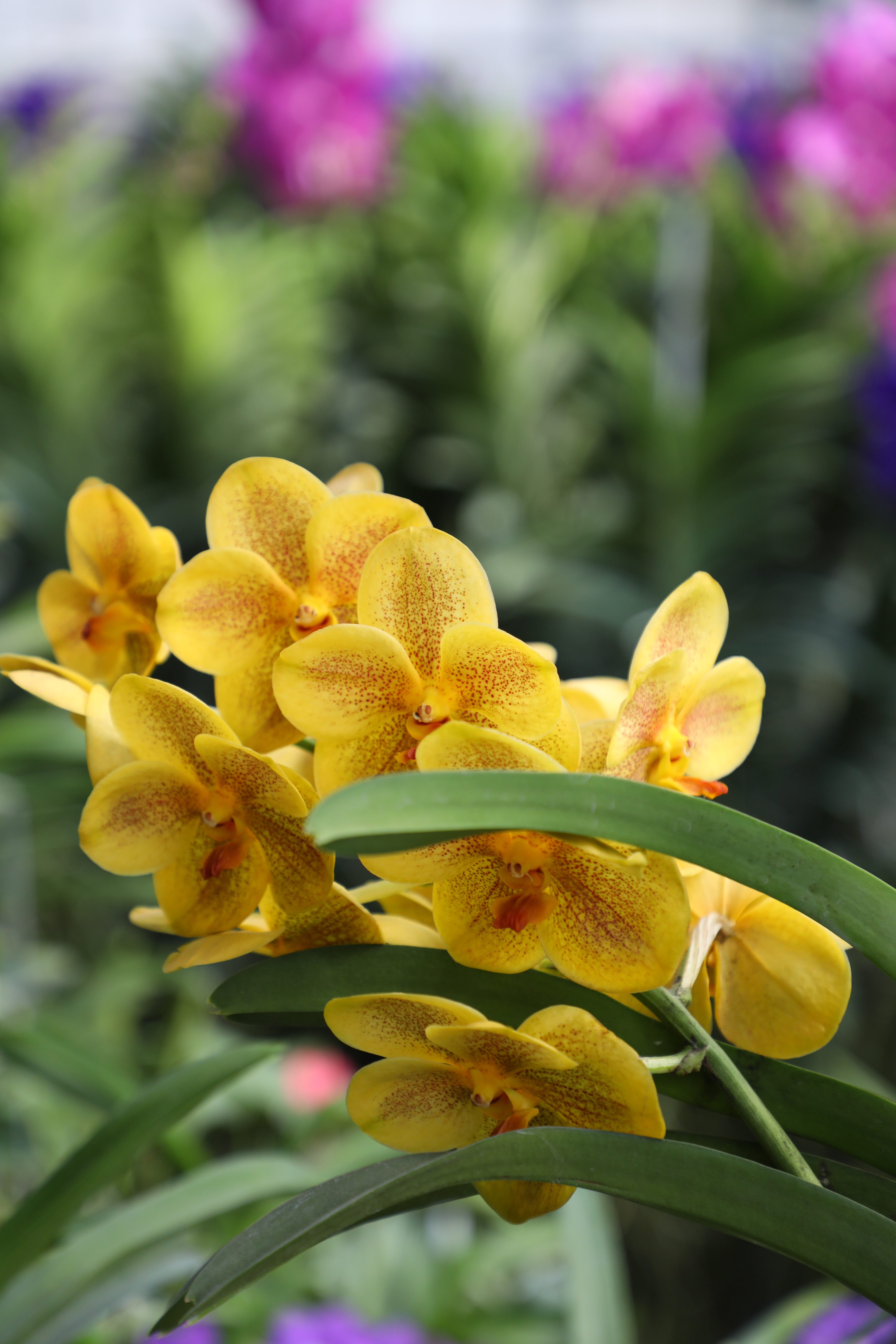 萬代蘭的花色從白色、黃色、粉紅色、紫紅到藍紫都有。