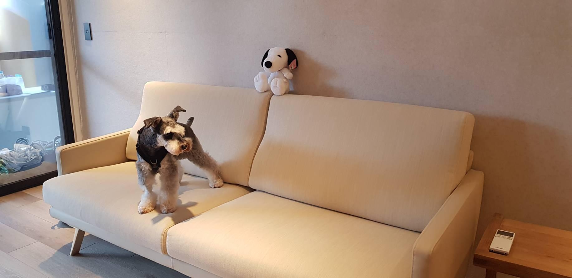 潘慧如的愛犬雪寶在寵物旅館內等待區。(德國MAYVOICE美聲提供)