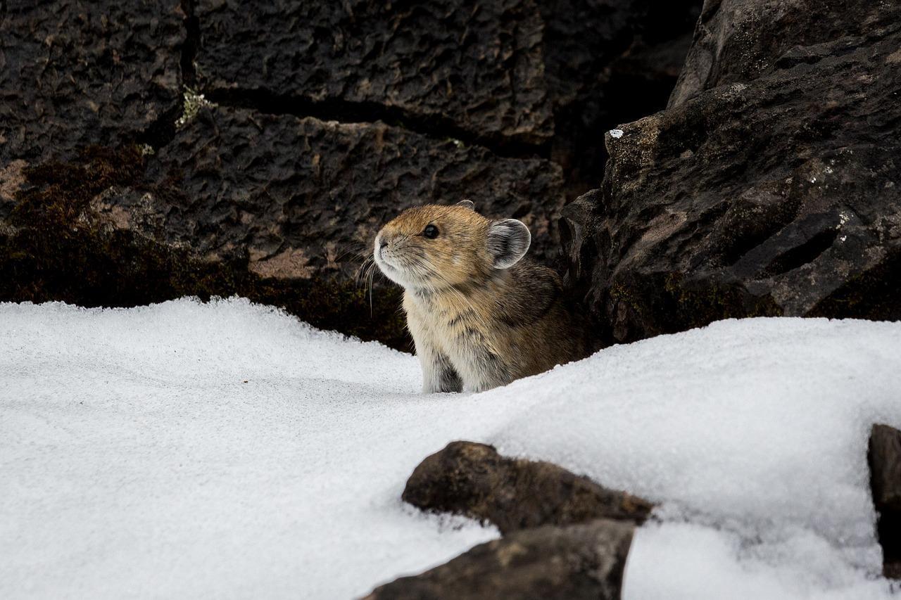 美國鼠兔(American Pika)因為長相與名字近似於皮卡丘,一度被視為「真人版皮卡丘」。(Pixabay)