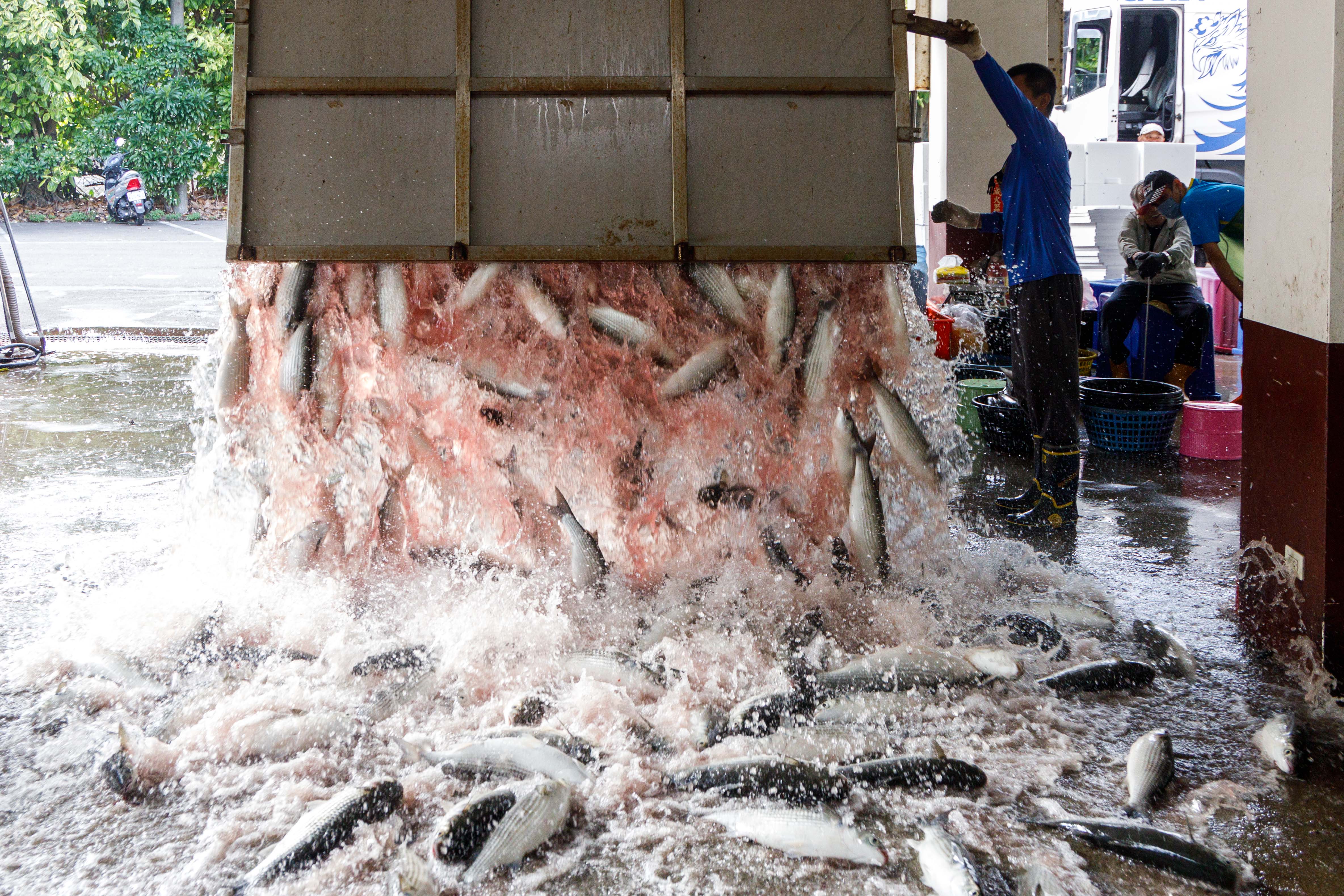 吊車打開車斗的瞬間，烏魚像是瀑布飛濺噴出，衝力強大快把人都撞倒了。