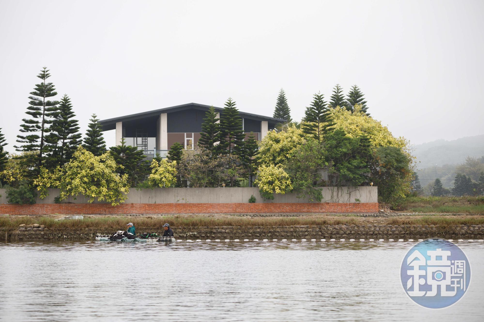 清晨天才剛亮，漁民已經在魚塭裡忙碌，將網子沿著魚塭外圍環繞一圈。