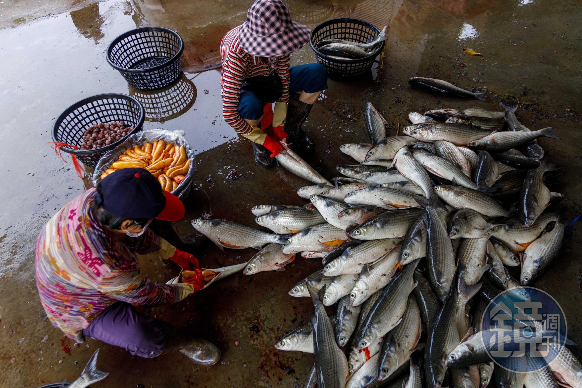  開膛手將剖肚後的烏魚向後拋給取卵手。