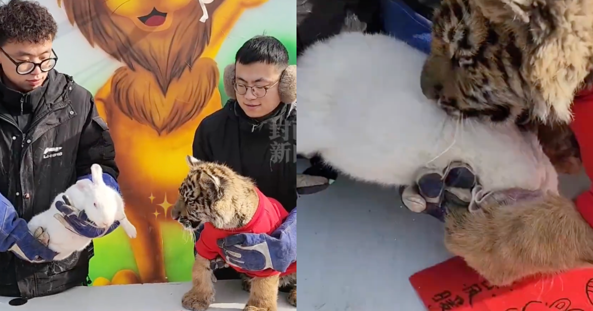 中國一間動物園舉行「虎兔交接」儀式，差點讓兔子成了老虎的年夜飯。（翻攝自微博）