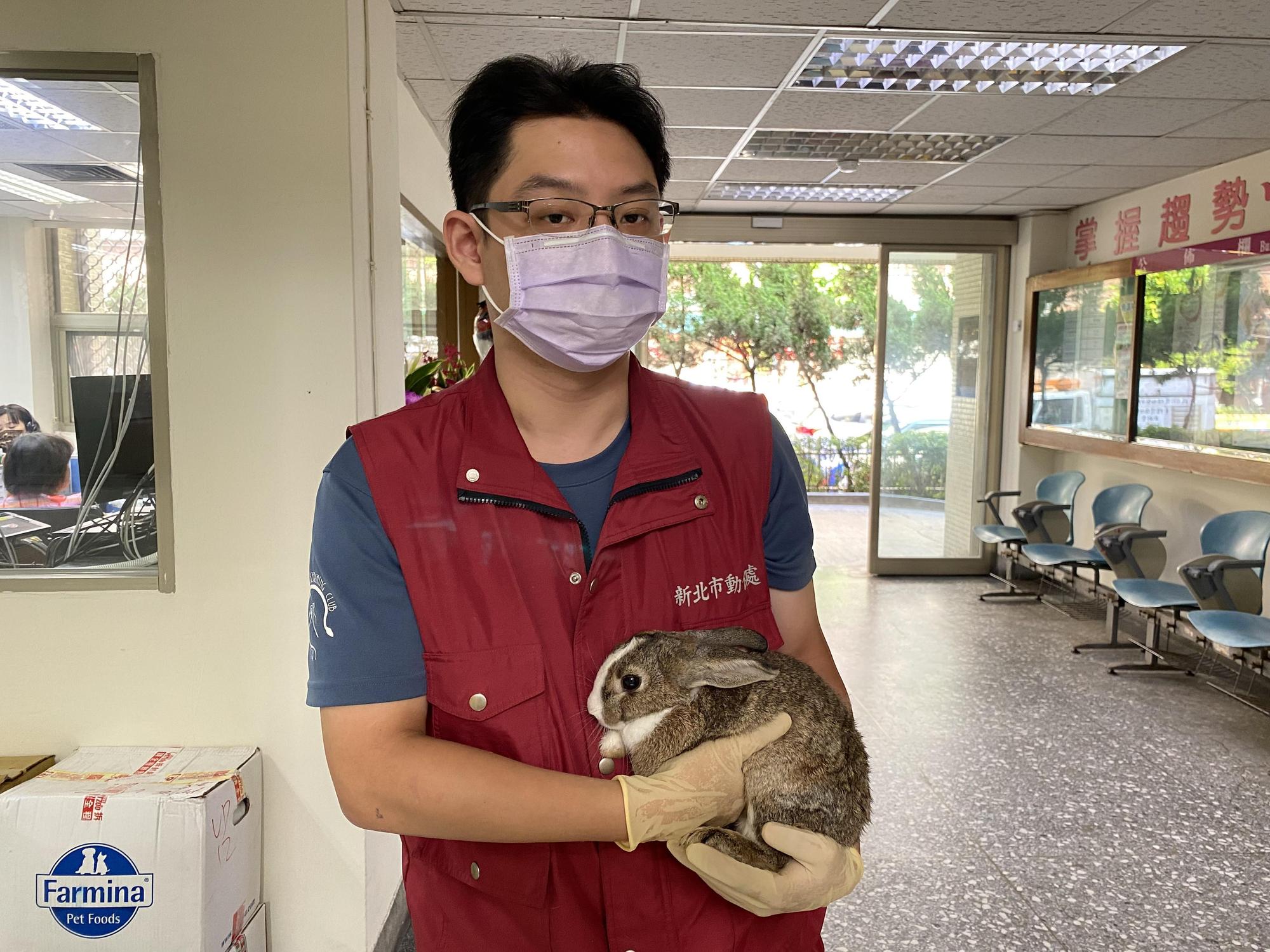兔子不像貓狗一樣撒嬌,甚至不喜歡被抱。(新北動保處提供)