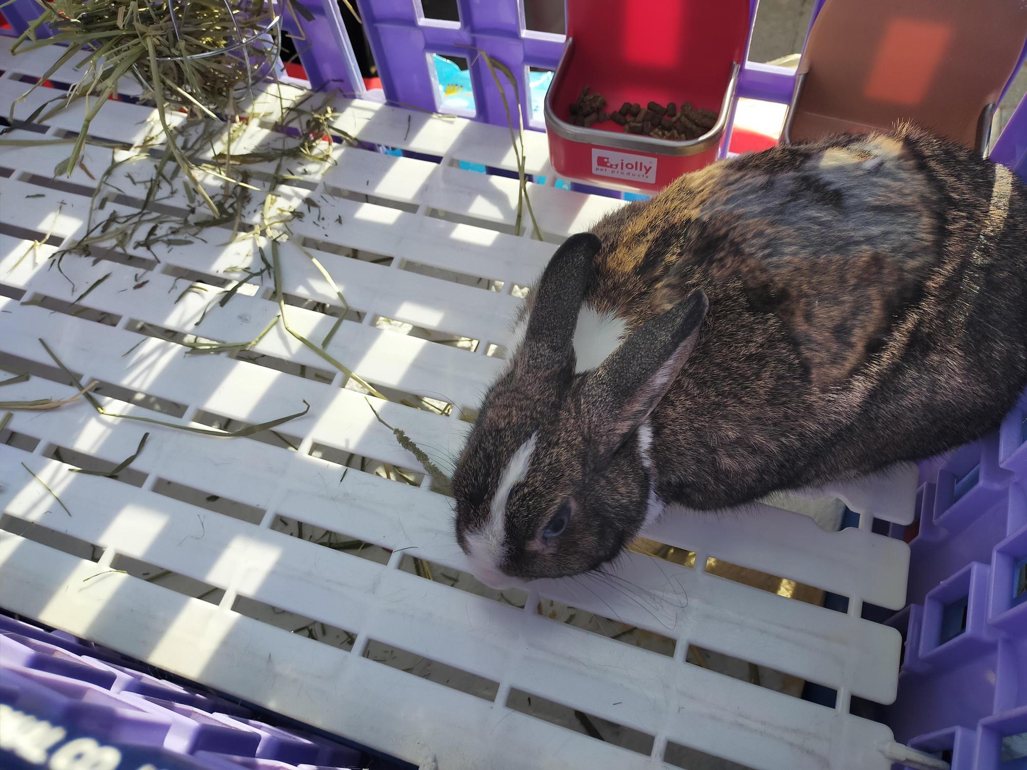 兔子飼養要提供腳踏墊,使用寬板塑膠踏板較佳,不可使用鐵條踏板,鐵條底網會造成胼胝(足底炎),嚴重者甚至須截肢。(新北動保處提供)