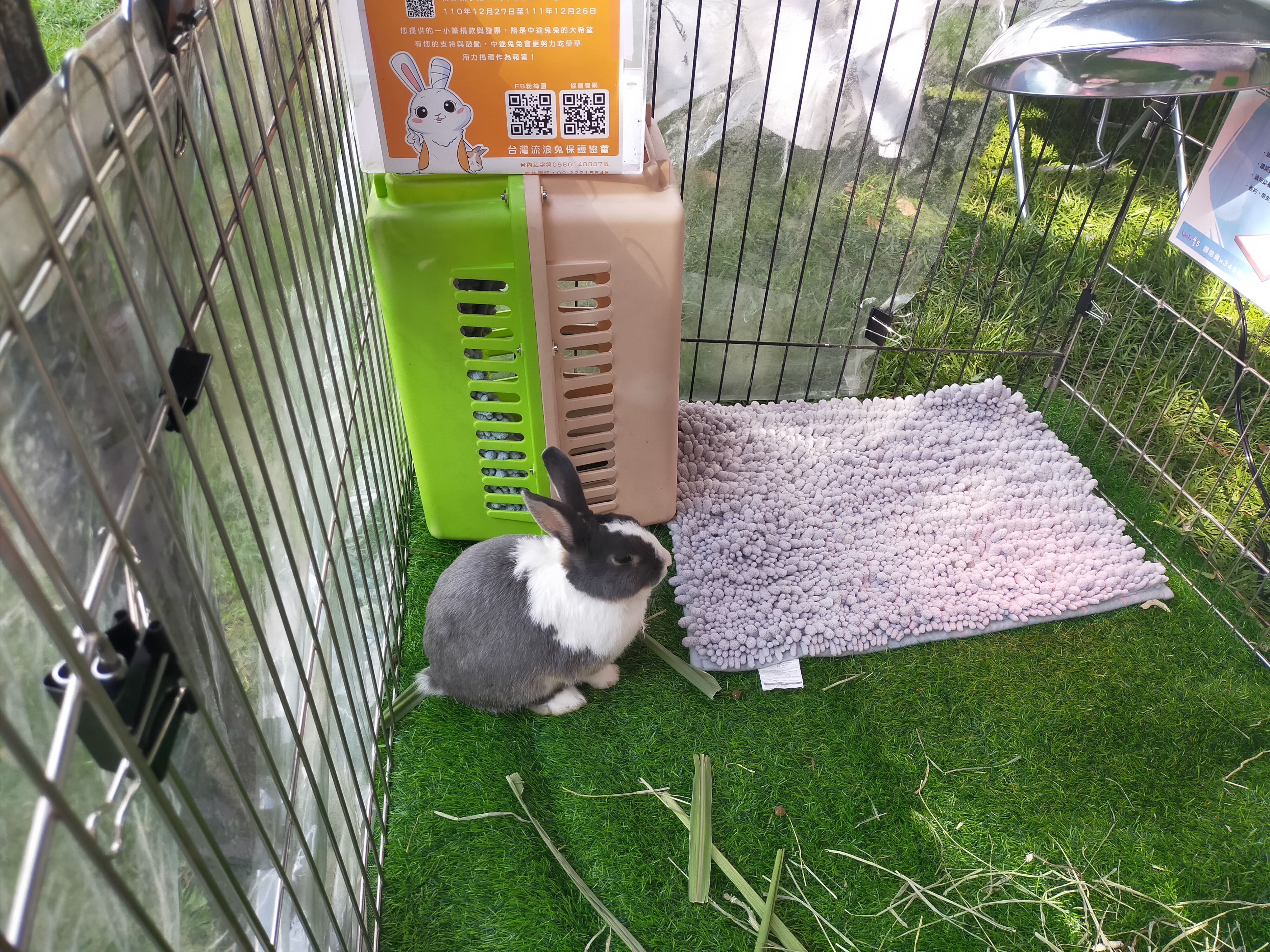 兔子的放風空間不能有電線、網路線等線材，避免啃咬造成危險。（新北動保處提供）