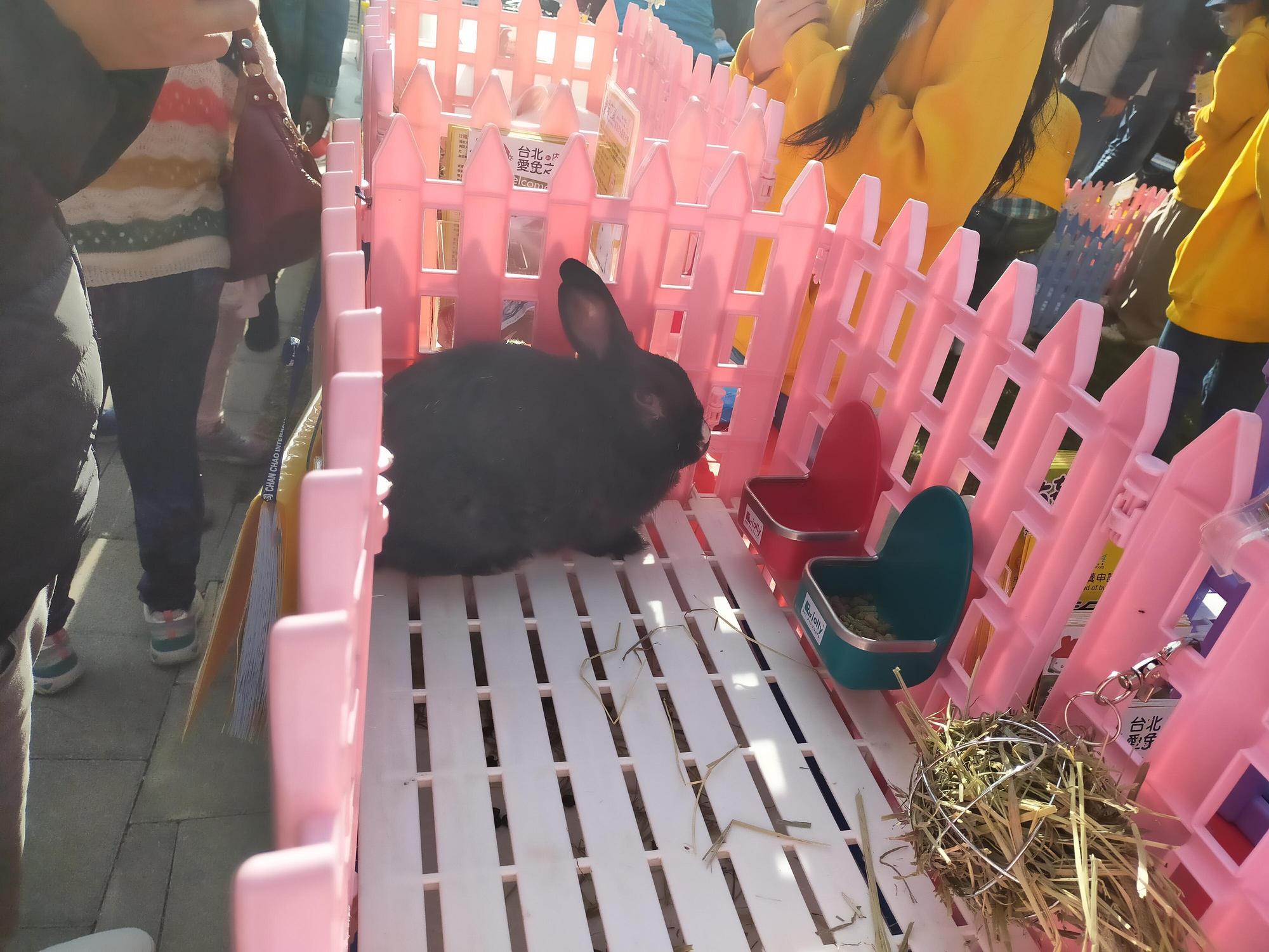 牧草是兔子的主食,飼養時要注意提供乾淨的飲水。(新北動保處提供)
