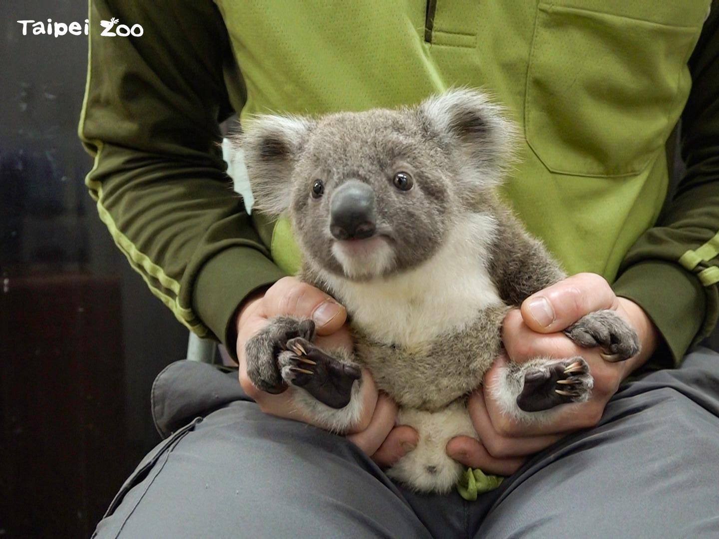 動物園的無尾熊寶寶十分可愛。（台北市立動物園提供）