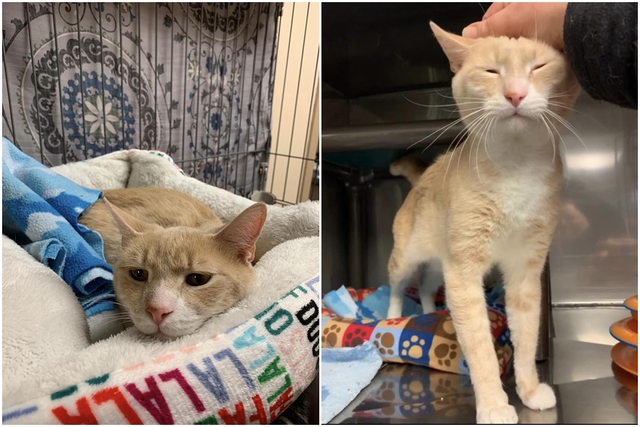 「布魯諾」二度遭退養滿臉愁容，令網友好心疼。（翻社Montville Animal Shelter New Jersey臉書）