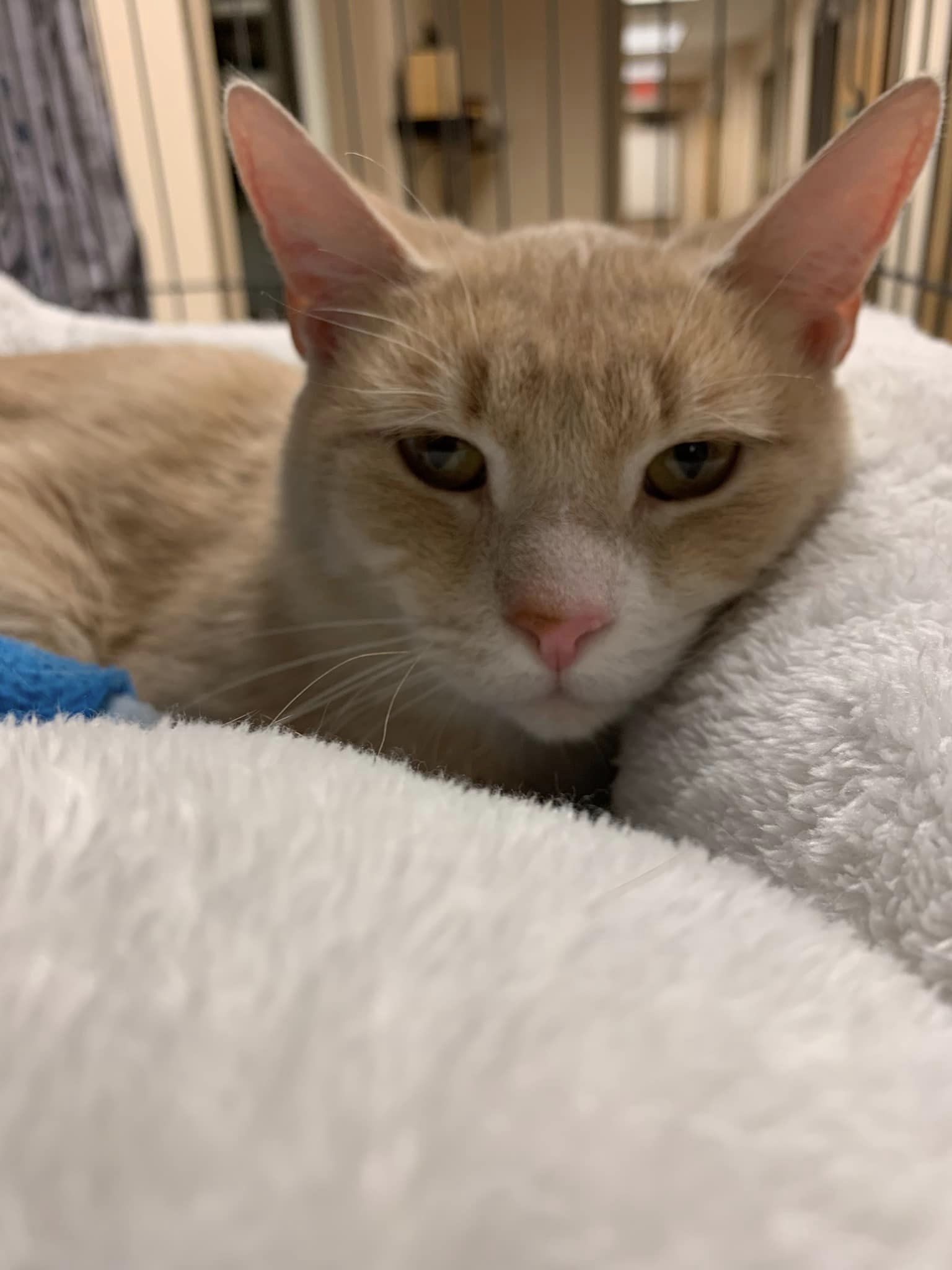 「布魯諾」會一直用頭撞人「求關注」。(翻社Montville Animal Shelter New Jersey臉書)