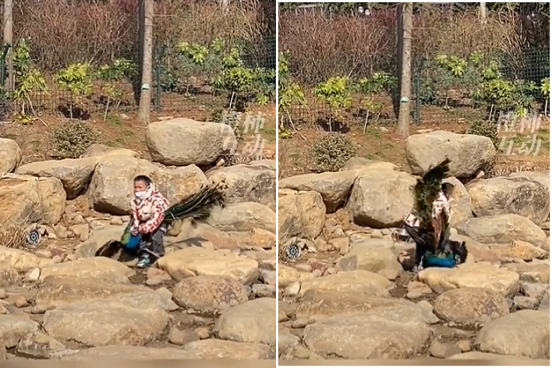 中國男童太狼性！狂虐打爆硬上孔雀，家長態度「沒事兒」。（翻自推特）