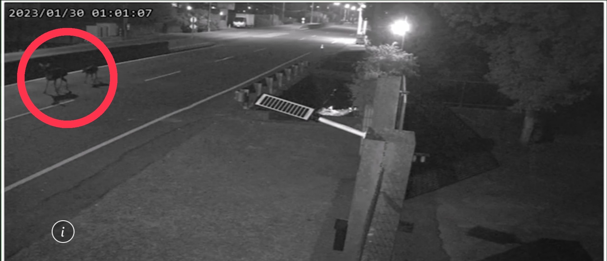 南投縣草屯鎮中正路段，二頭水鹿慘遭行經車輛撞死。（黃小四提供）