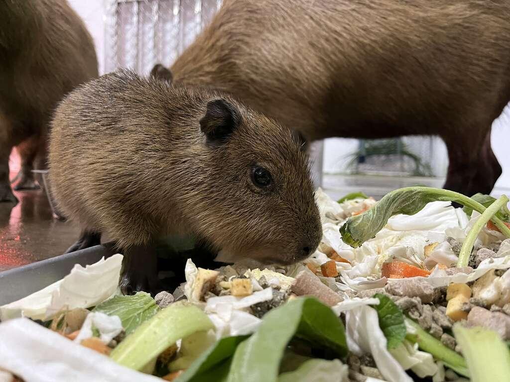 水豚寶寶與爸爸媽媽一起進食。(壽山動物園提供)
