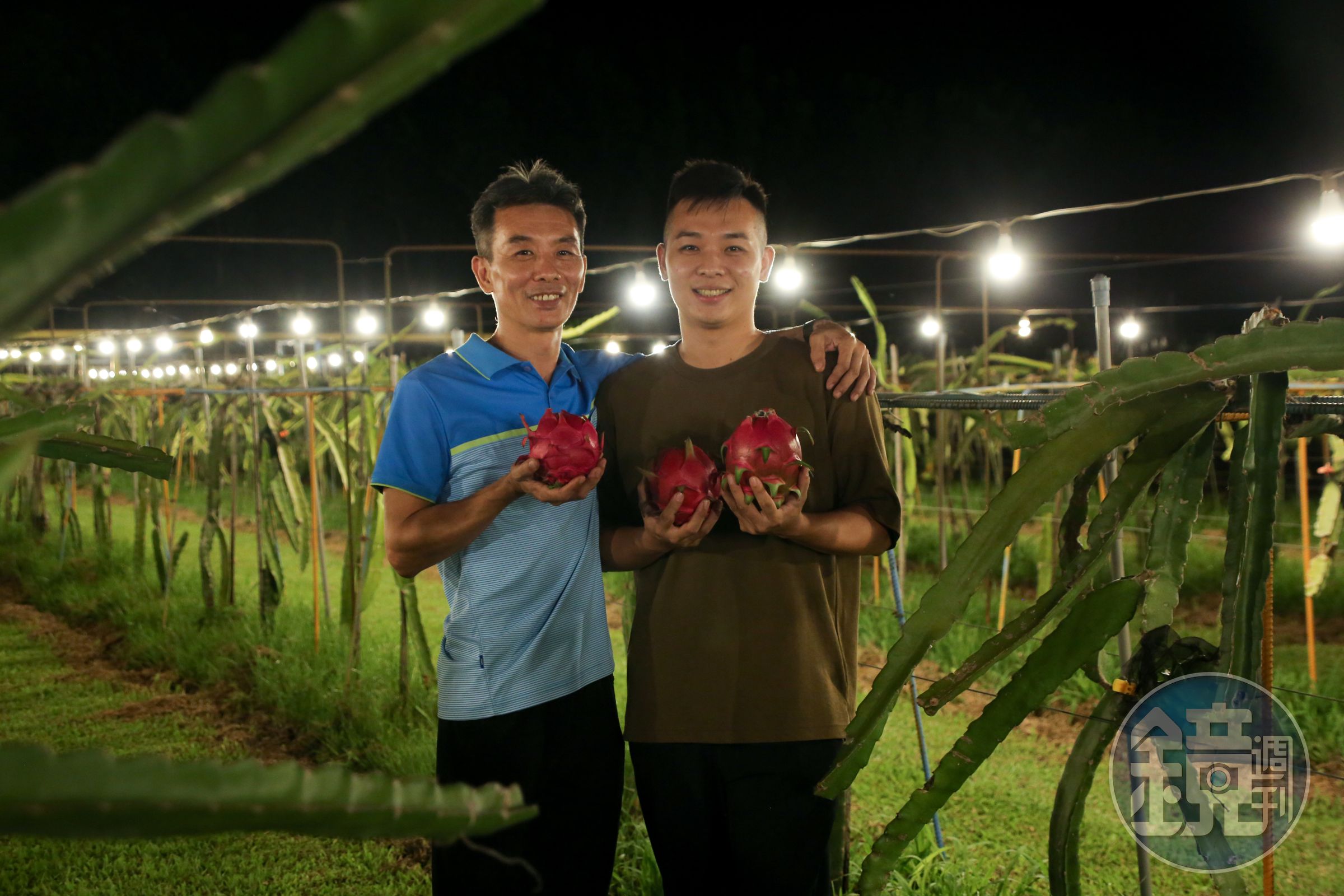 陳坤信(左)與兒子陳秉鋒(右)一同當起夜間果農。