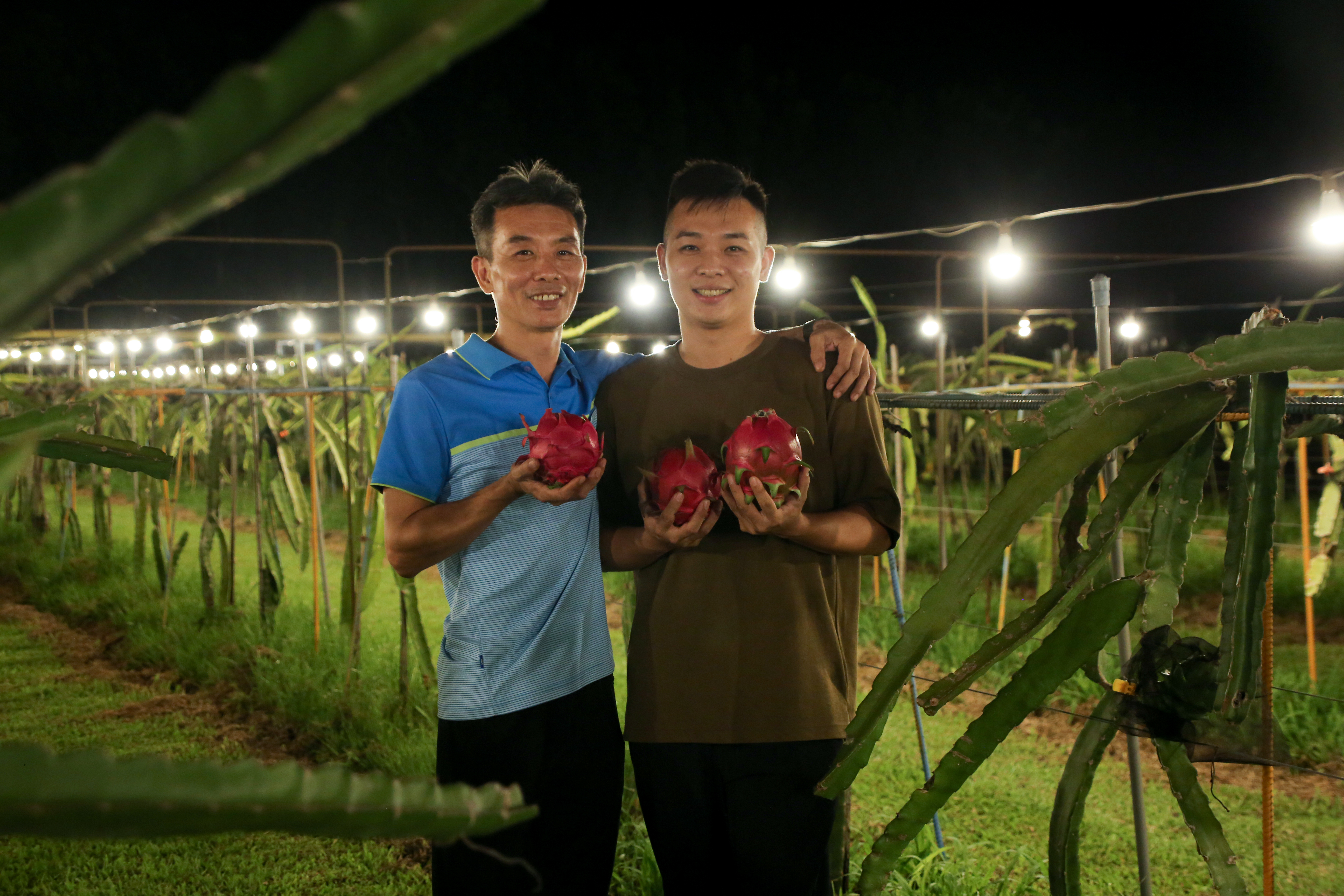 陳坤信（左）與兒子陳秉鋒（右）一同當起夜間果農。