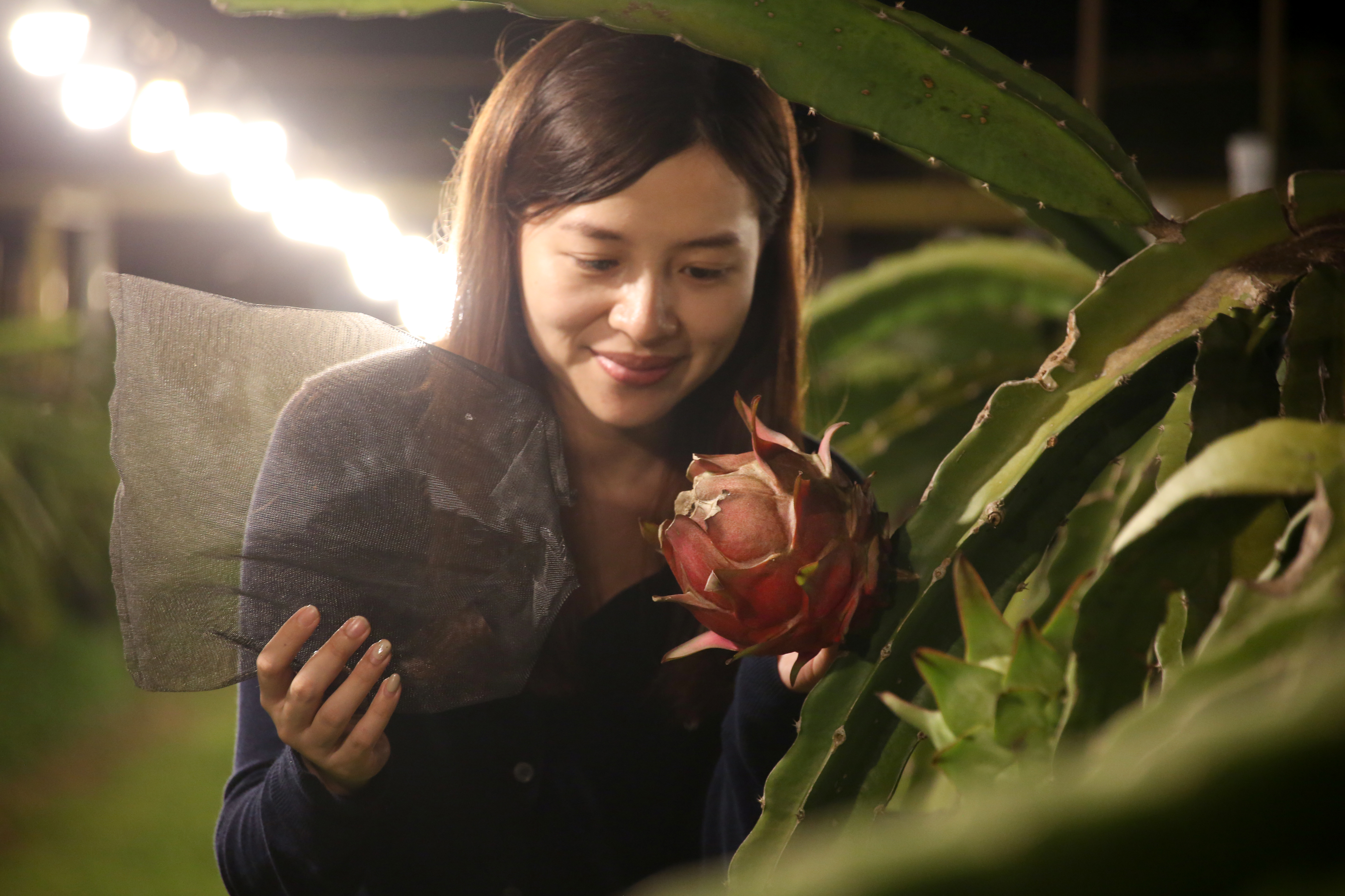 火龍果園夜間進行燈照補光，不僅可催花，亦能延長收果期。
