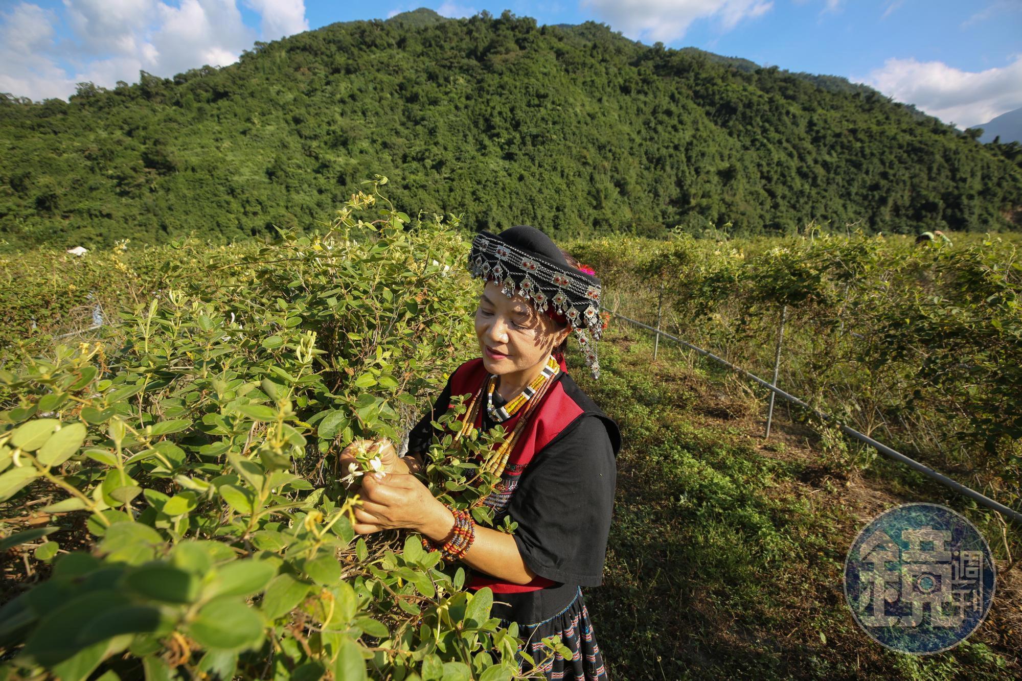 宋麗娟因緣分牽引，來到古樓部落，在大山裡開闢「嘉後休閒農園」。