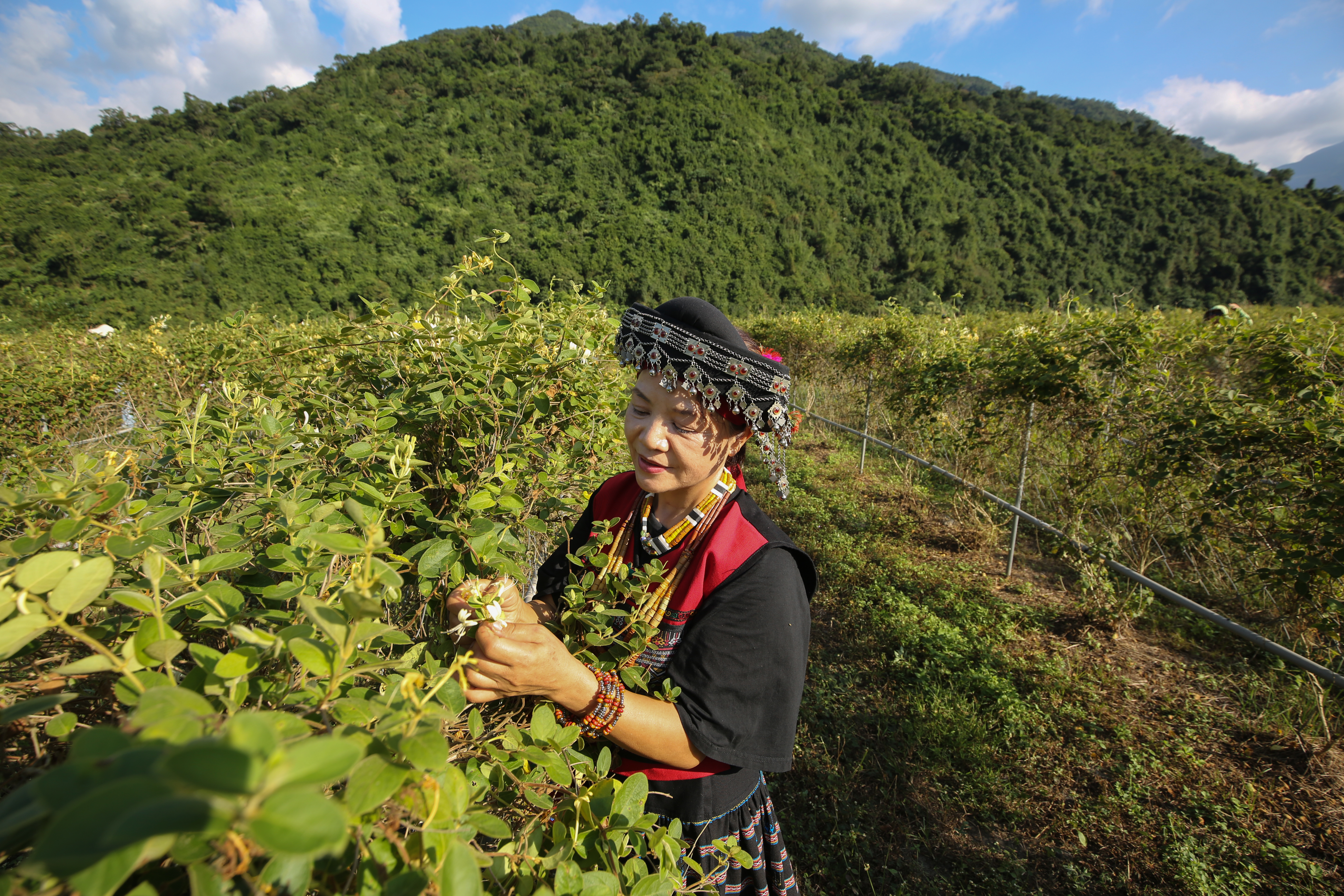 宋麗娟因緣分牽引，來到古樓部落，在大山裡開闢「嘉後休閒農園」。