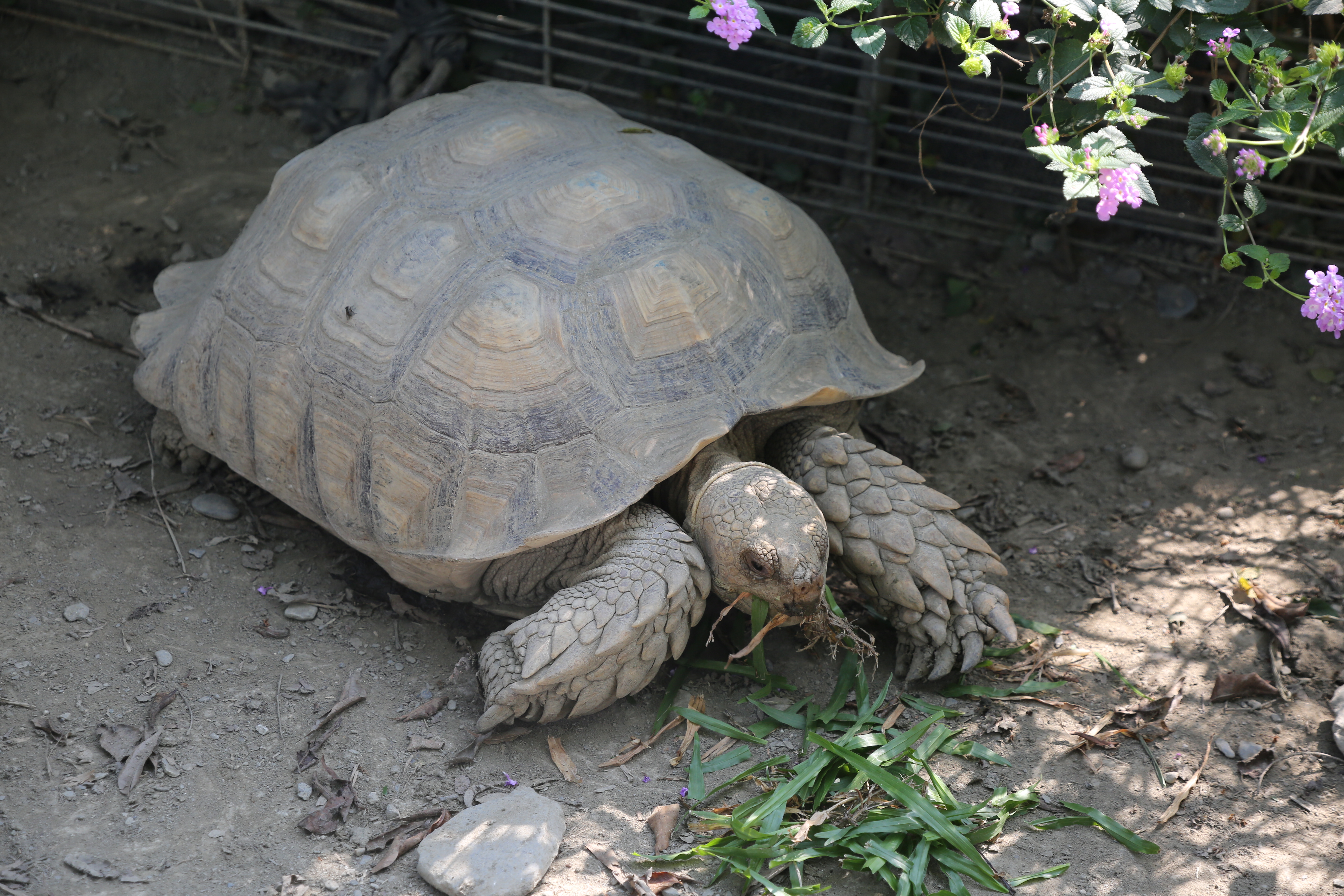 在角落驚見陸龜身影，這裡就像個小型動物園。