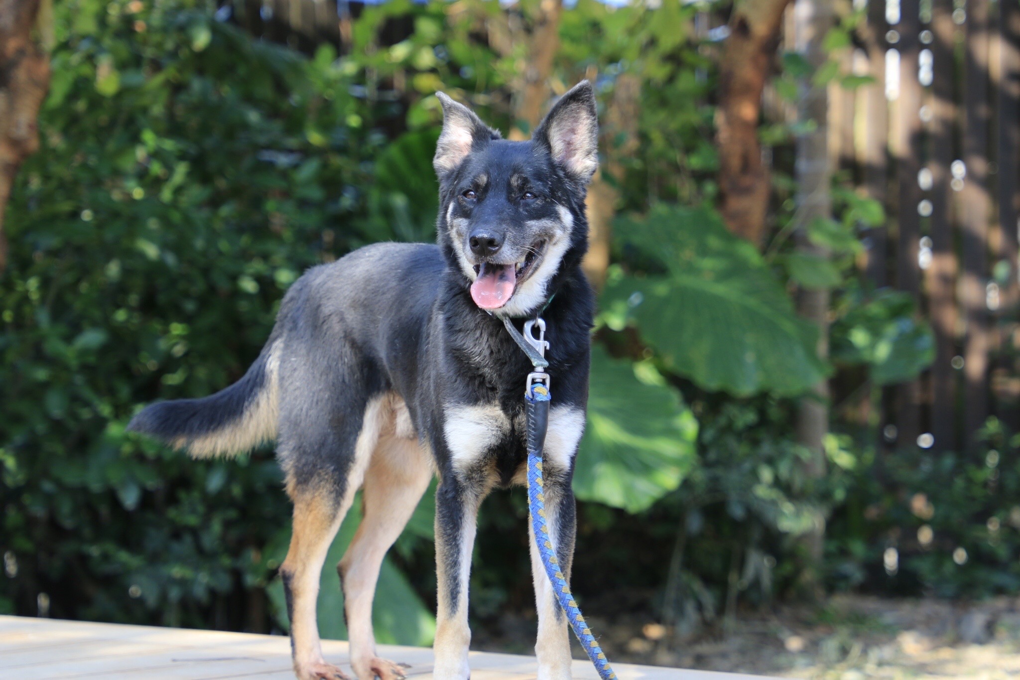  阿勇逐漸可以被牽出來散步。（新北動保處提供）