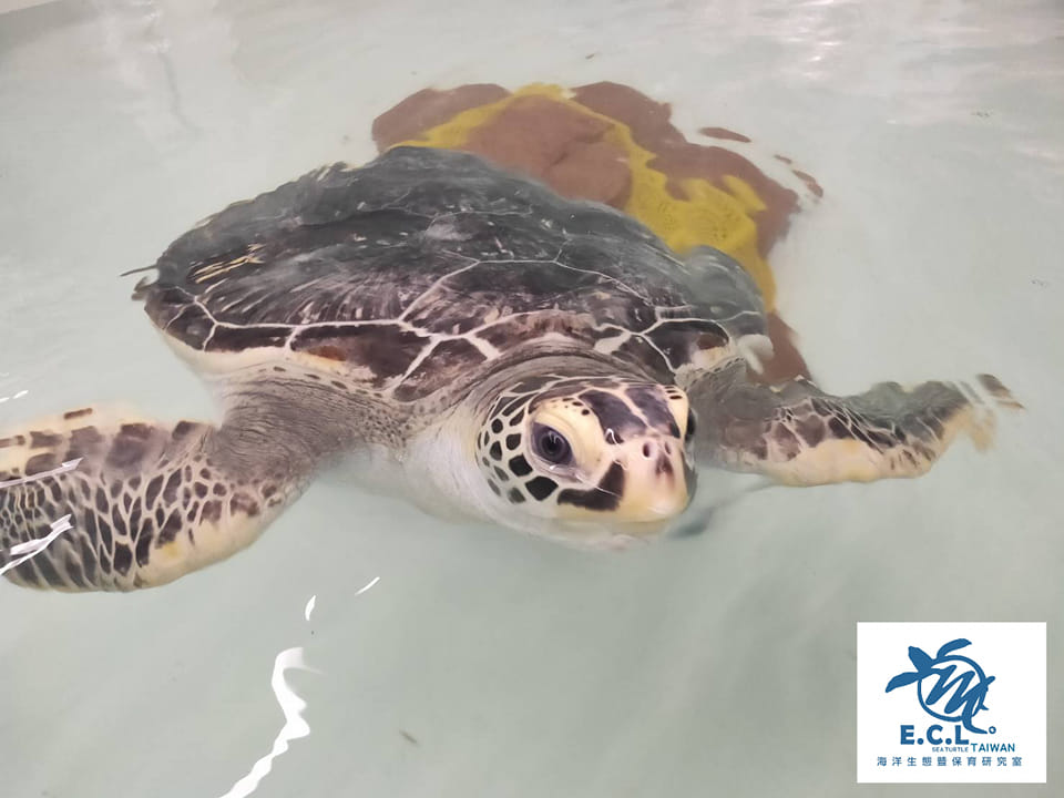 承接海龜救傷案件10年的海洋大學海龜實驗室，近日宣布因經費人力不足、被認為不專業等，決定不再進行海龜救傷任務。（翻攝自海洋生態暨保育研究室臉書）