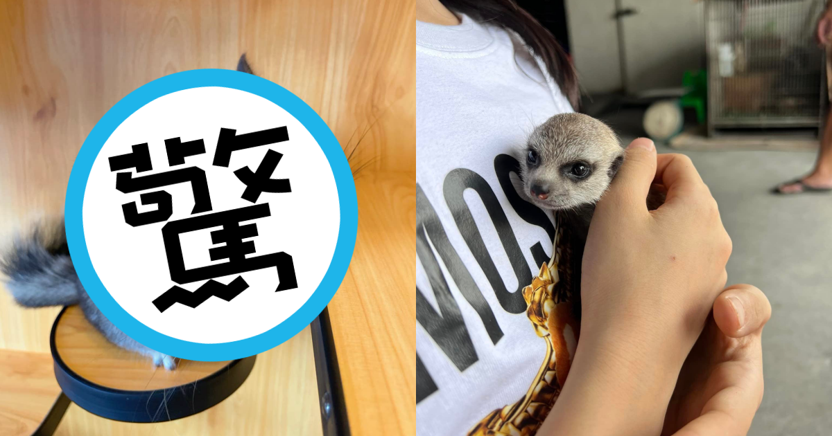 女星王宥忻誓言打造「萌獸樂園」,近期又收編1隻絨鼠(左),跟家裡的狐獴(右)感情很好。(翻攝自王宥忻臉書)