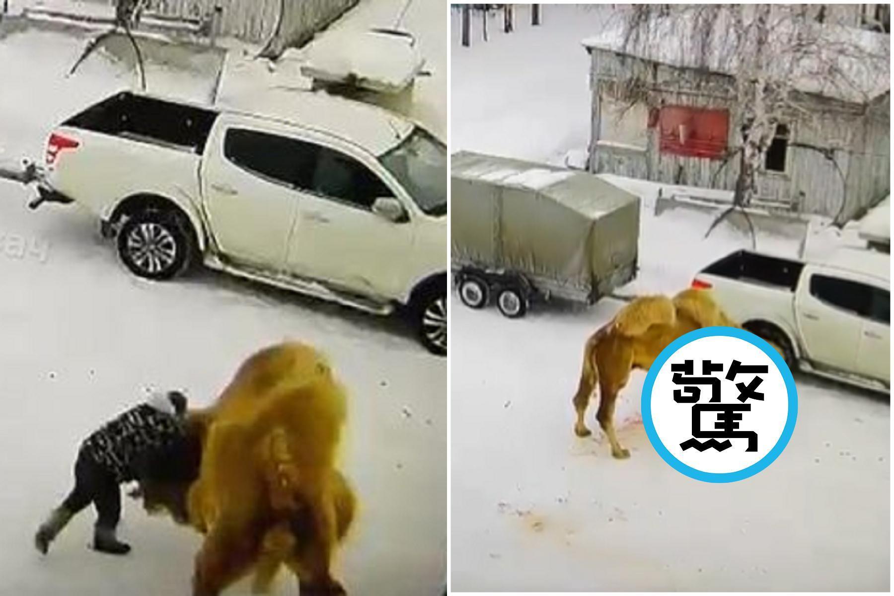 報應！駱駝遭暴力狂揍忍到最後，終發狠咬死摔爛惡質醉男。（翻自推特）