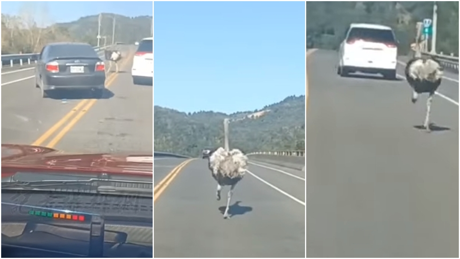 一隻鴕鳥在清水橋上徘徊、狂奔，嚇壞不少駕駛。（翻攝自記者爆料網YouTube）