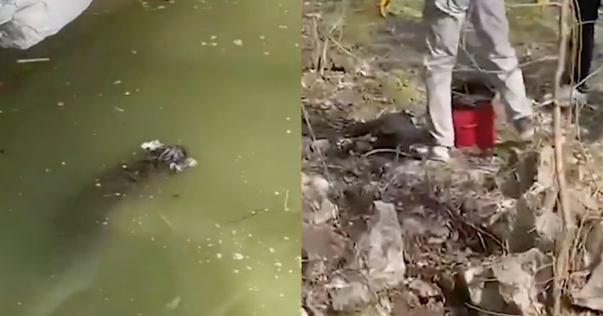 上海動物園小老虎溺斃20天才被打撈上岸。(翻攝自微博)