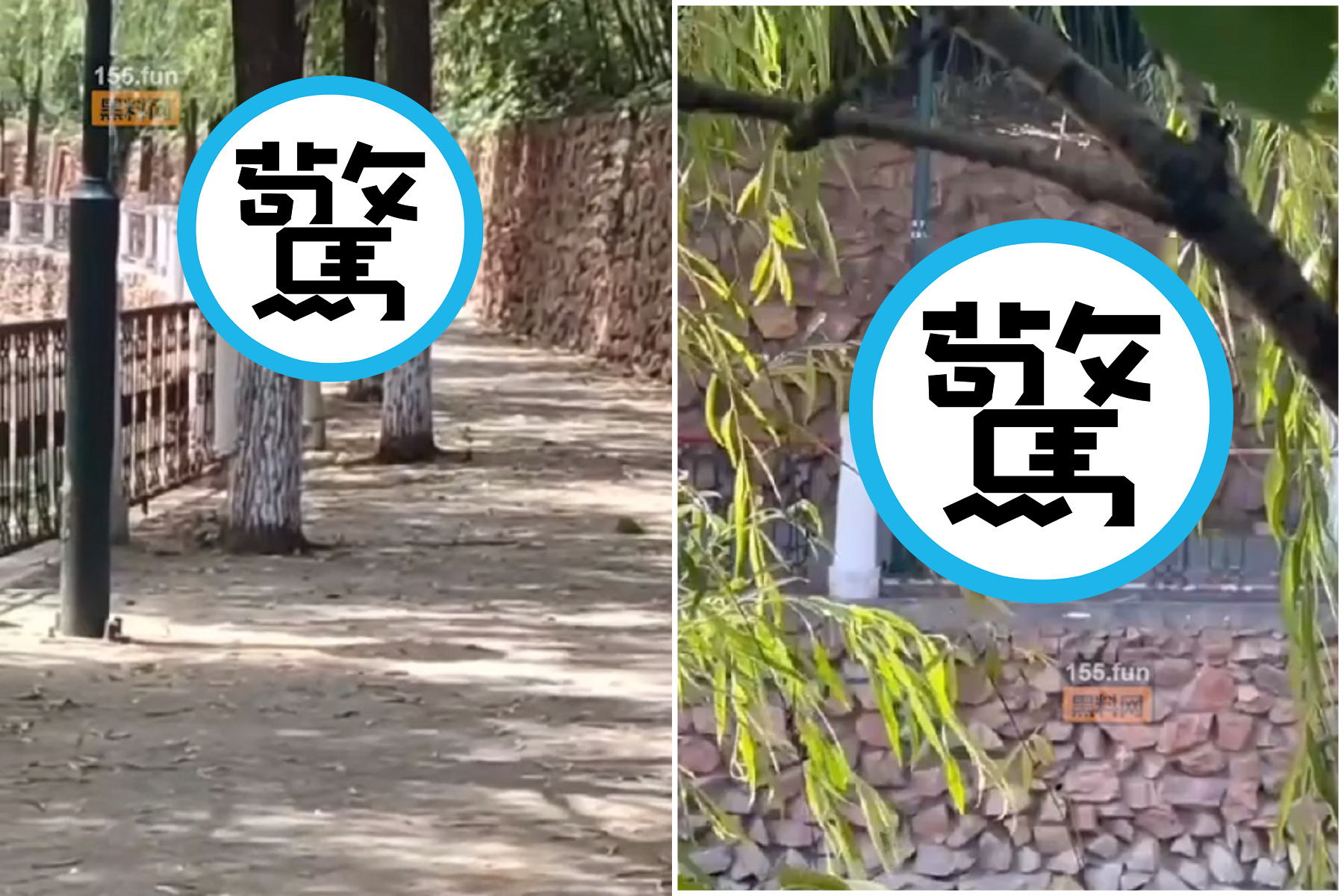 蟲鳴鳥叫啼不住，柳暗花明又一春！校園情侶野戰嗨上天。（翻自《黑料不打烊》）