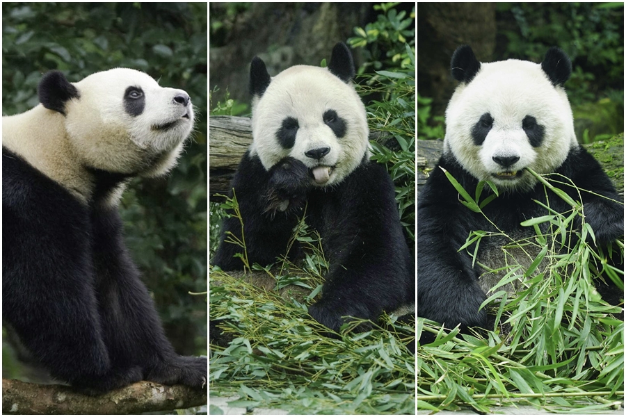 台北市立動物園和大家分享「黑白3熊」的外觀特徵,由左至右分別為「圓寶」「圓圓」「圓仔」。(台北市立動物園提供)