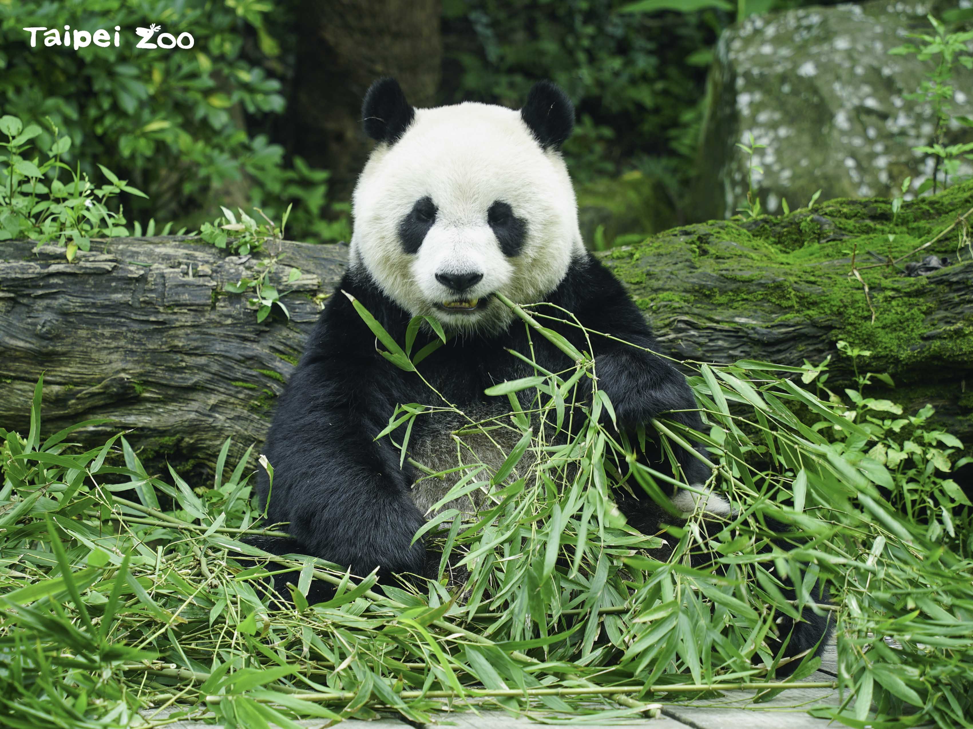 「圓仔」看起來圓滾滾的十分可愛。（台北市立動物園提供）