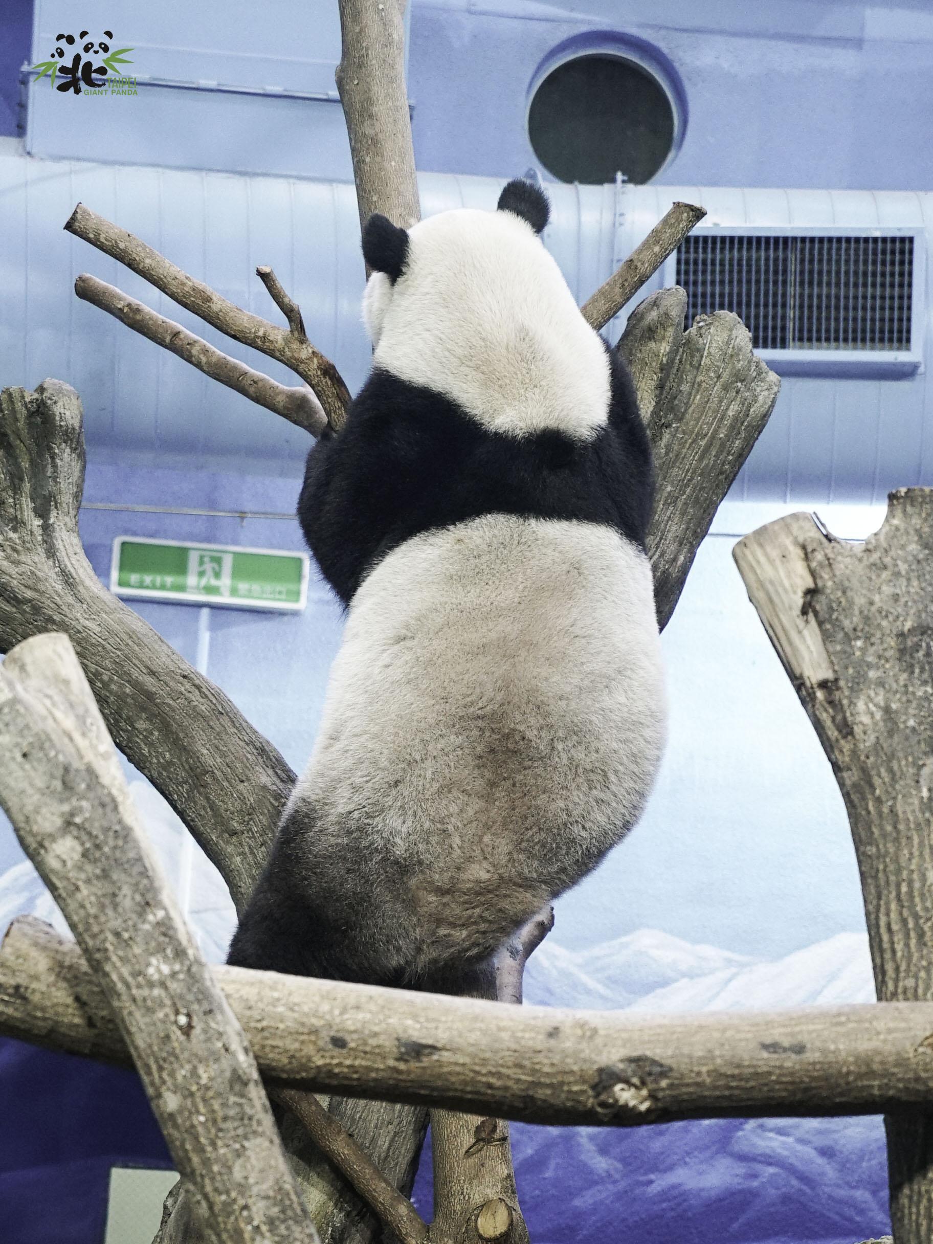 「圓仔」的黑背心的寬度比較細且黑白交界處有近似V的弧形。（台北市立動物園提供）