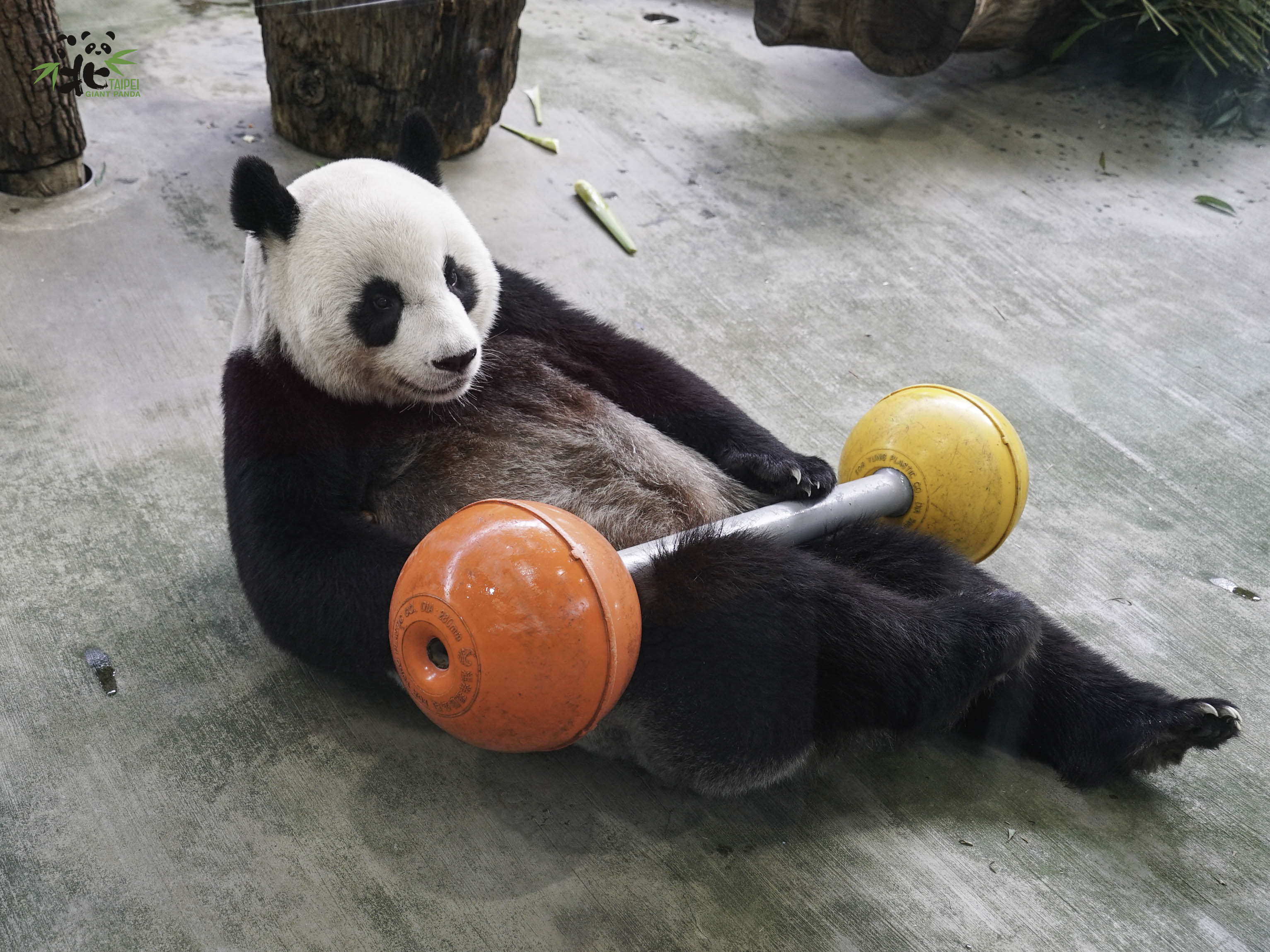 圓圓：從今天開始要好好運動，恢復我曼妙的身材。（台北市立動物園提供）