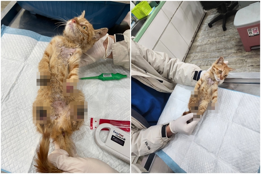 小貓四肢嚴重殘缺被送至動物醫院治療。（新北動保處提供）
