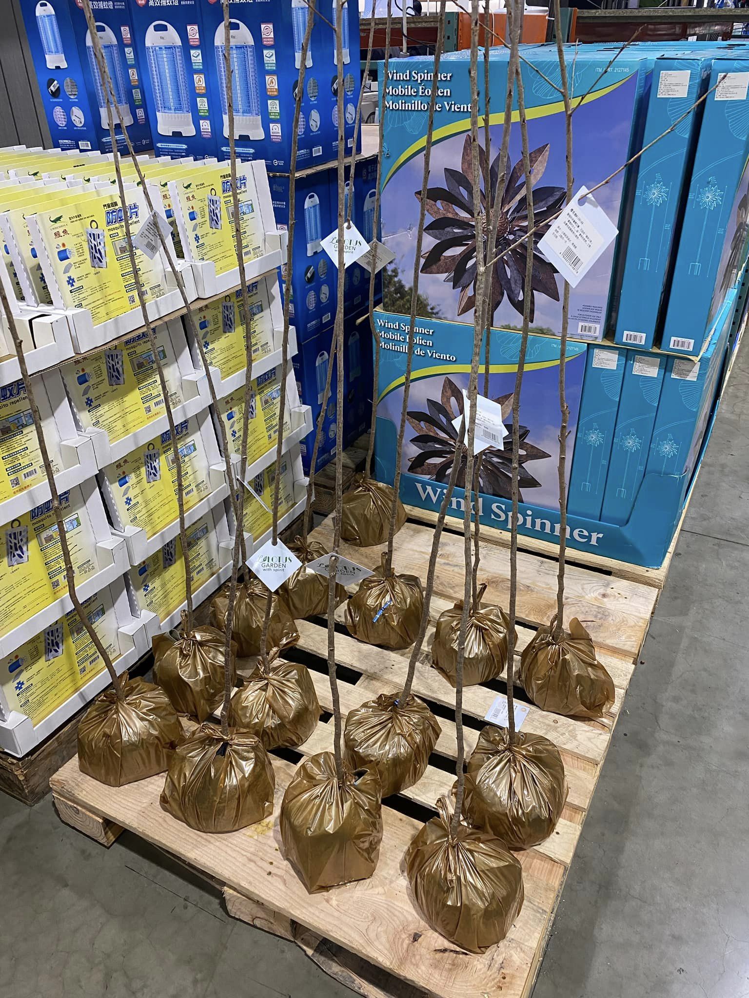 好市多開賣櫻花樹(富士櫻),高150~180公分,售價是569元。(翻攝自臉書社團Costco好市多 商品經驗老實說)