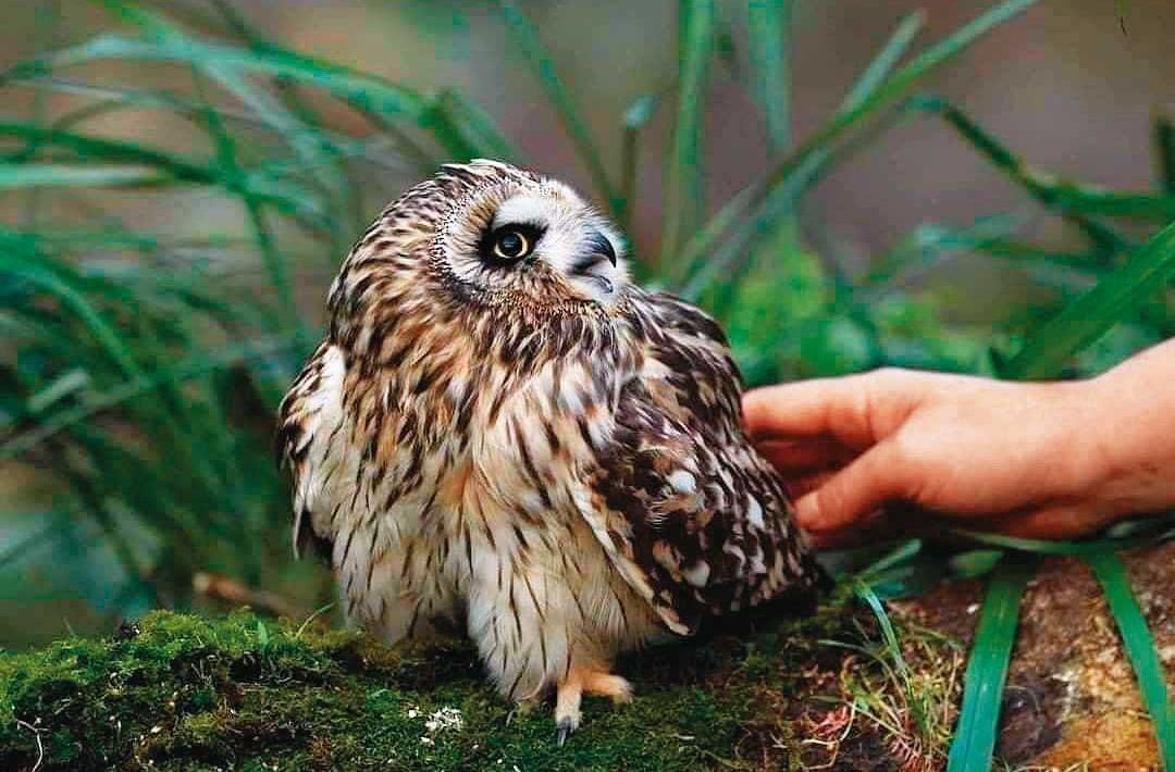 短耳鴞是2級保育類動物，平常棲息在平原草地，卻有業者為了讓人拍照，將牠囚禁於棚中。（動社提供）