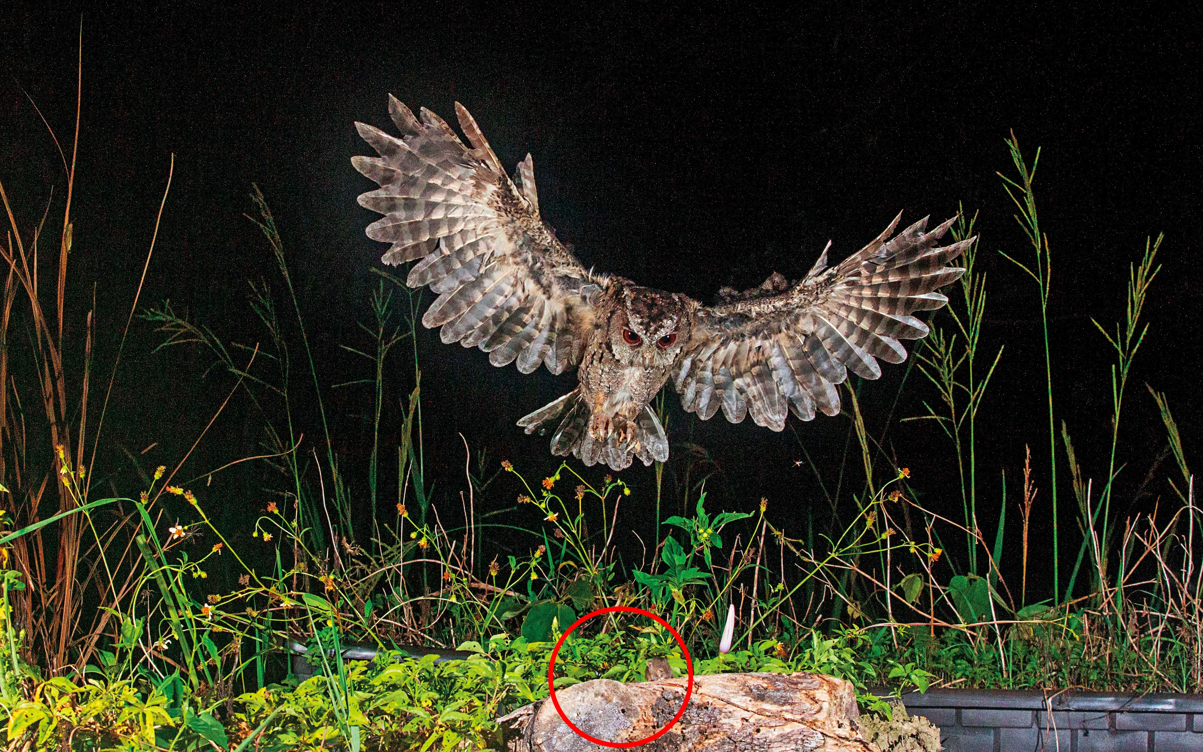 《鏡週刊》「你的快門殺了牠」調查報導，揭發台灣鳥類籠拍、誘拍亂象，刊出後引發社會關注，國家地理雜誌宣布2023年的台灣攝影大賽，將暫停受理鳥類攝影作品投稿。（圖為本刊記者在業者安排之下，拍到領角鴞捕捉老鼠（紅圈處）的畫面）